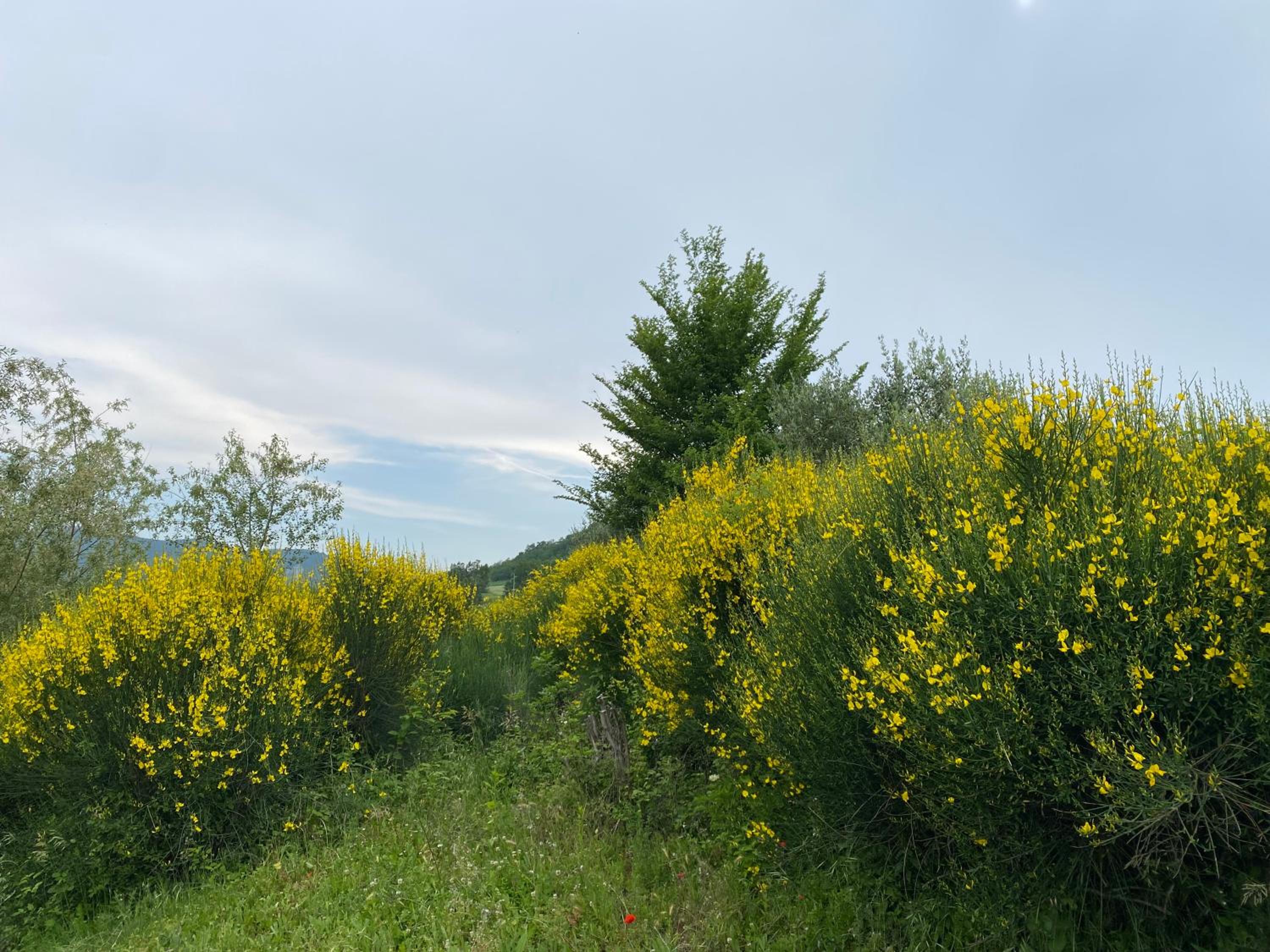 Case Crovina