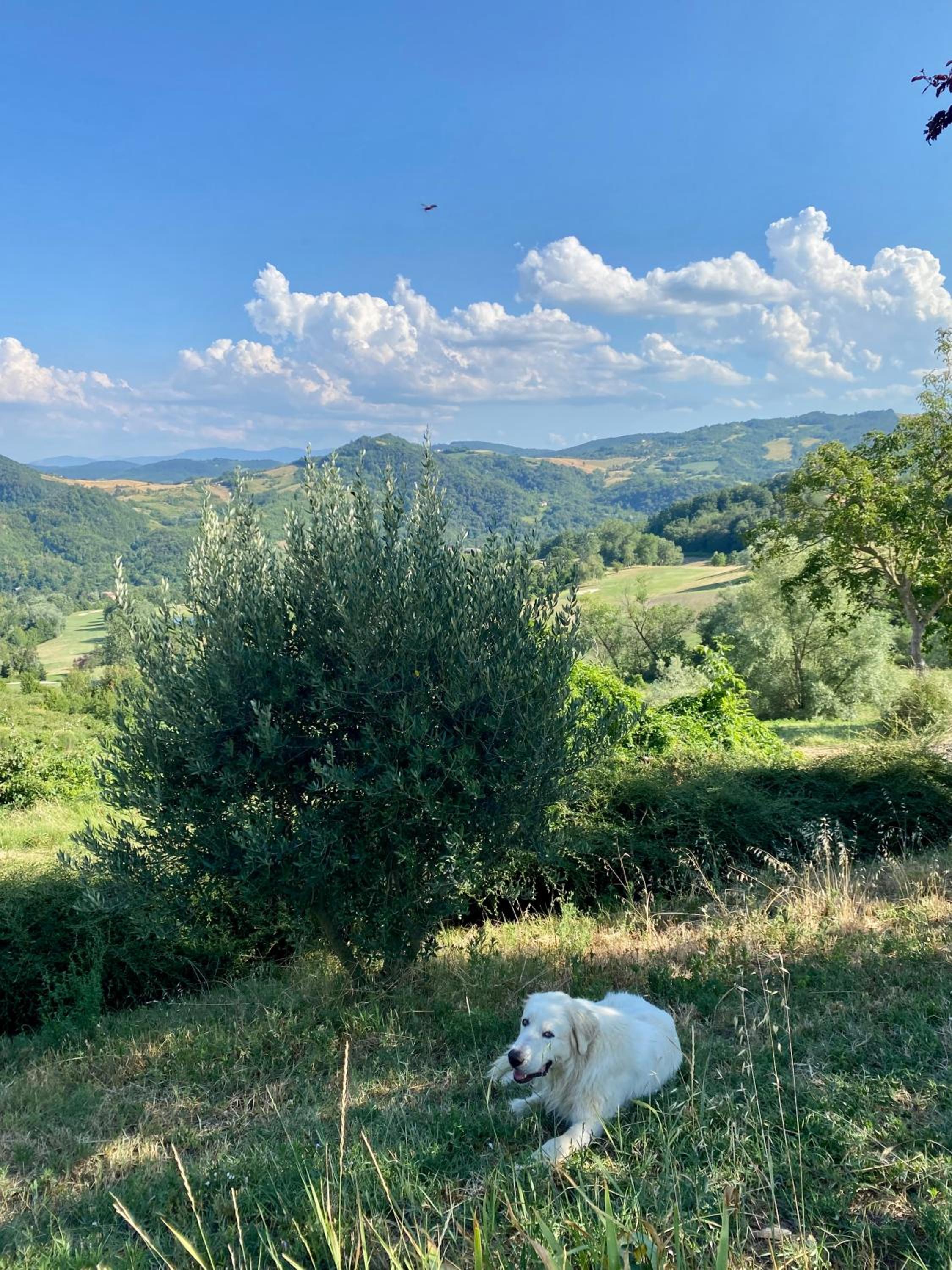 Case Crovina