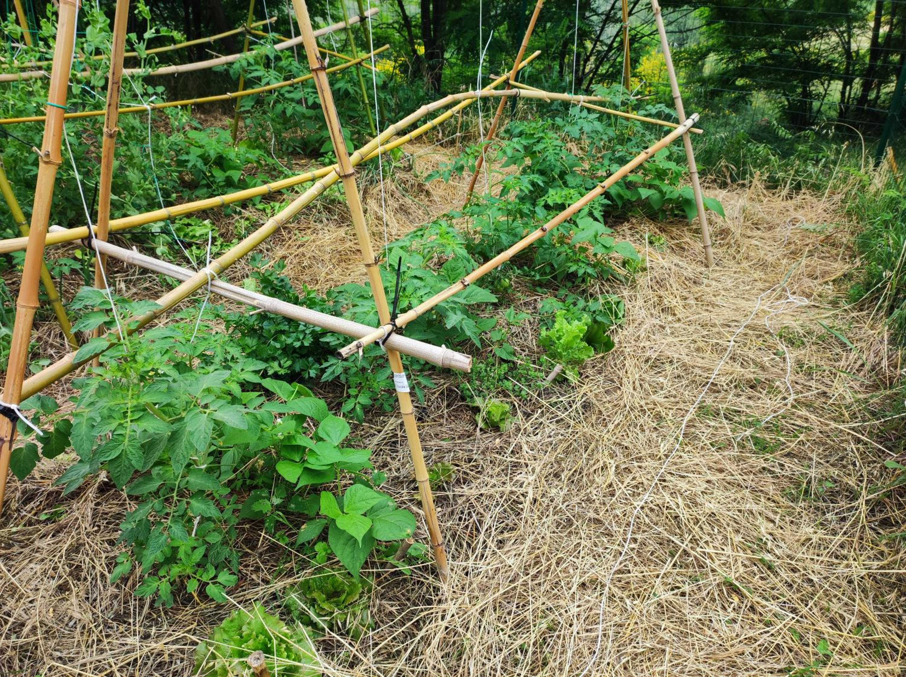 Case Crovina