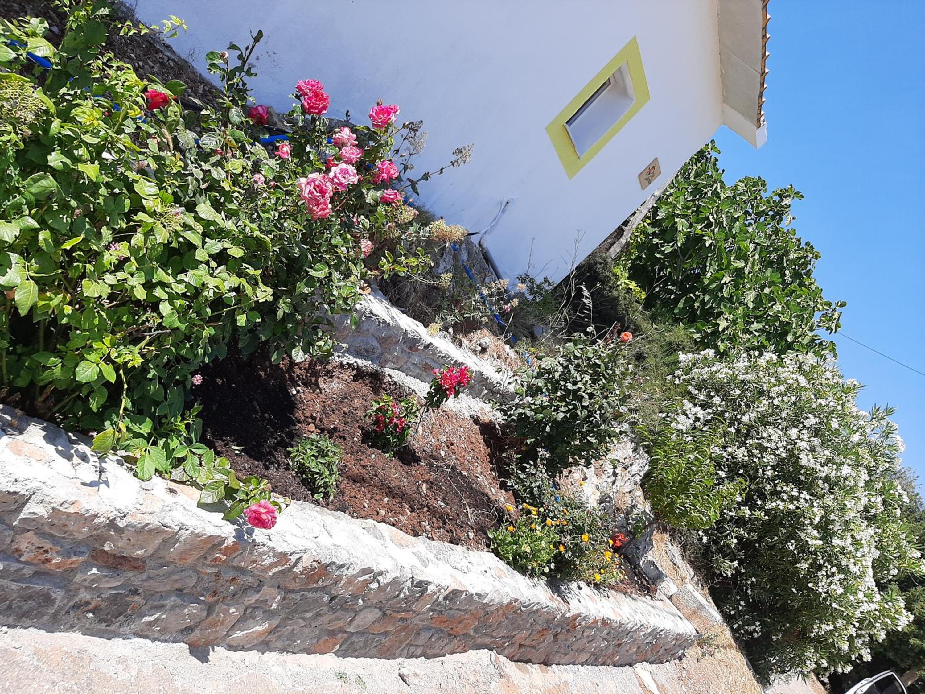 Lemon Garden 1 view 3