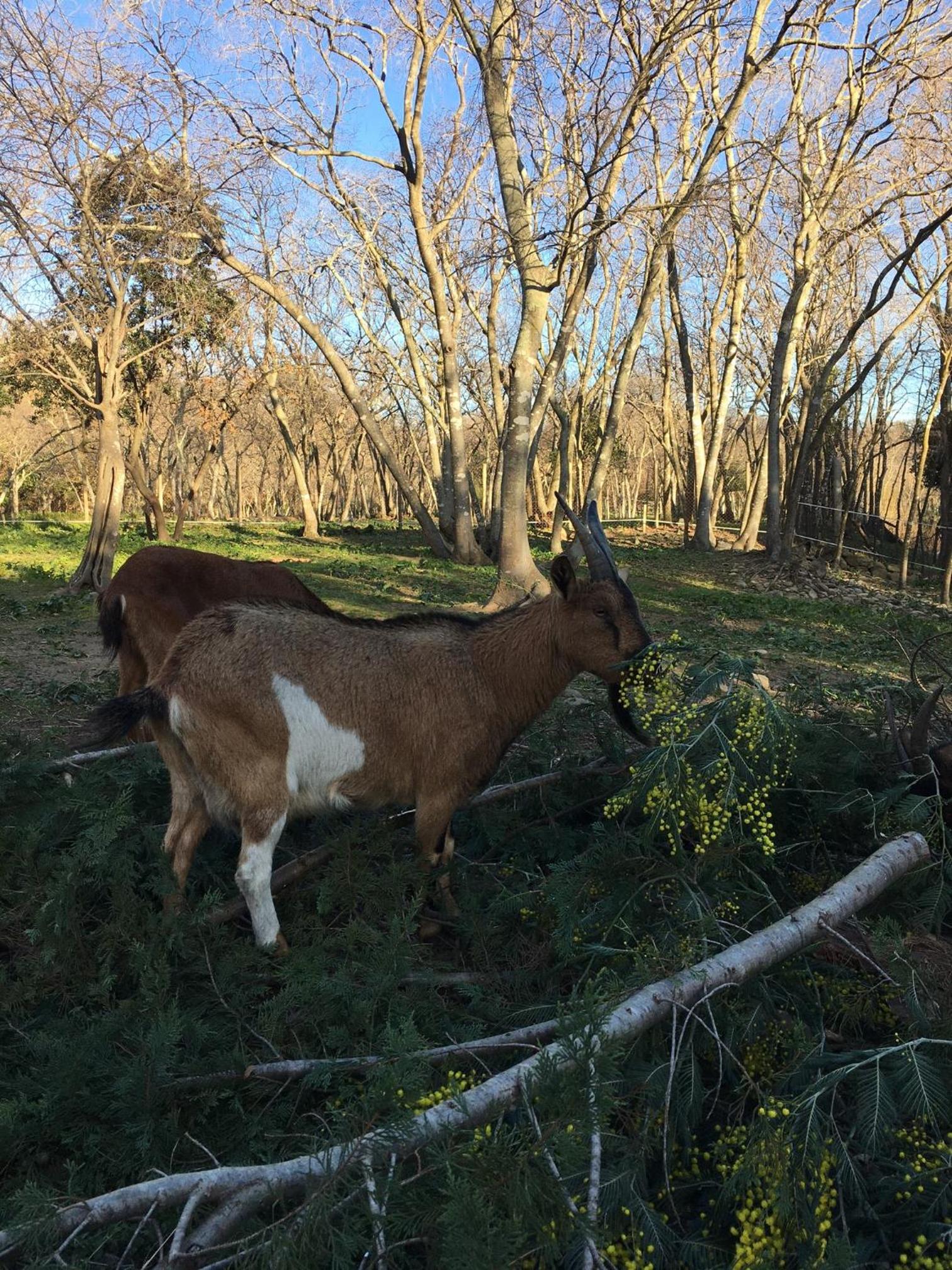 Gites de la Massane