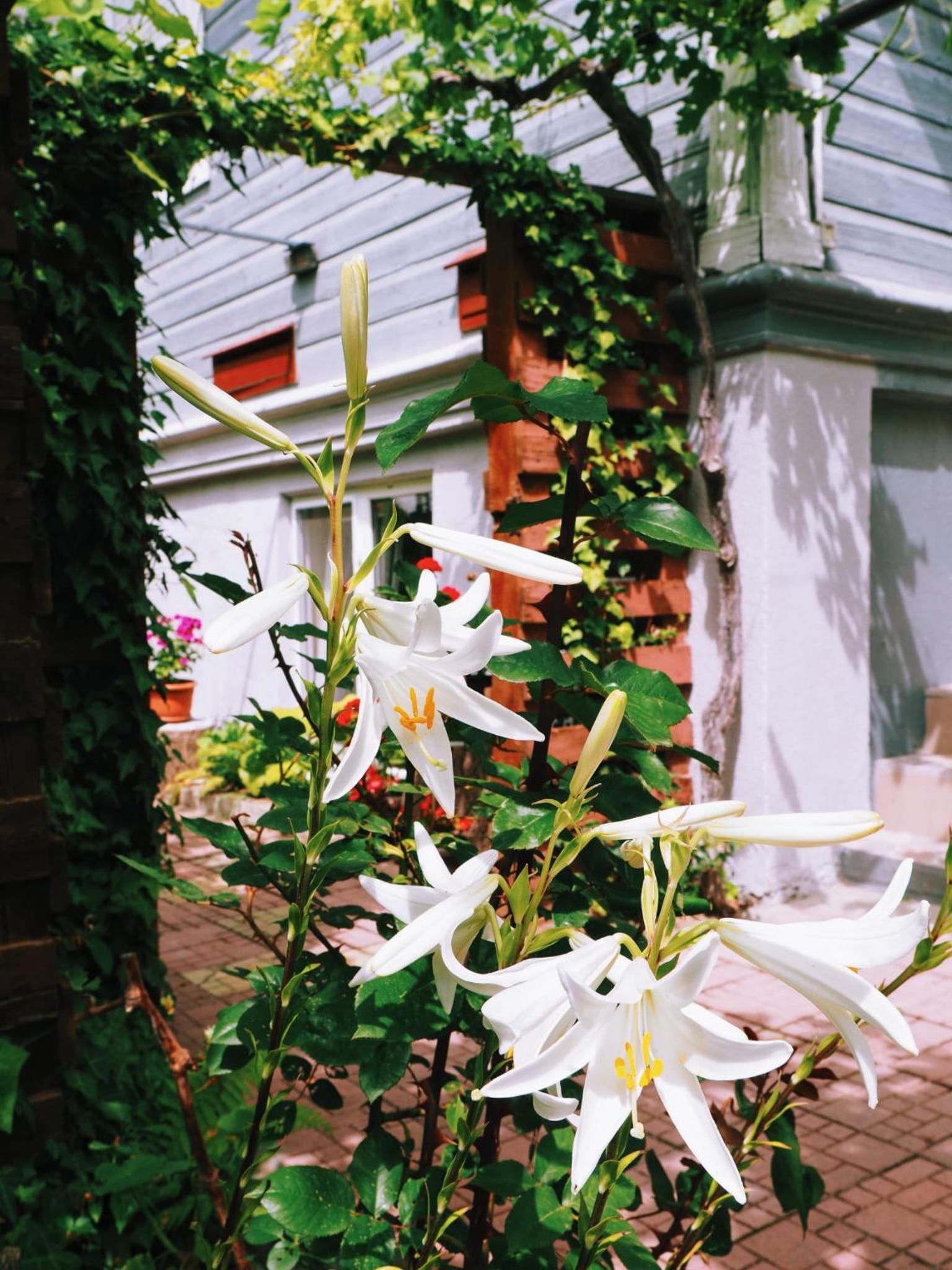 Photo 41