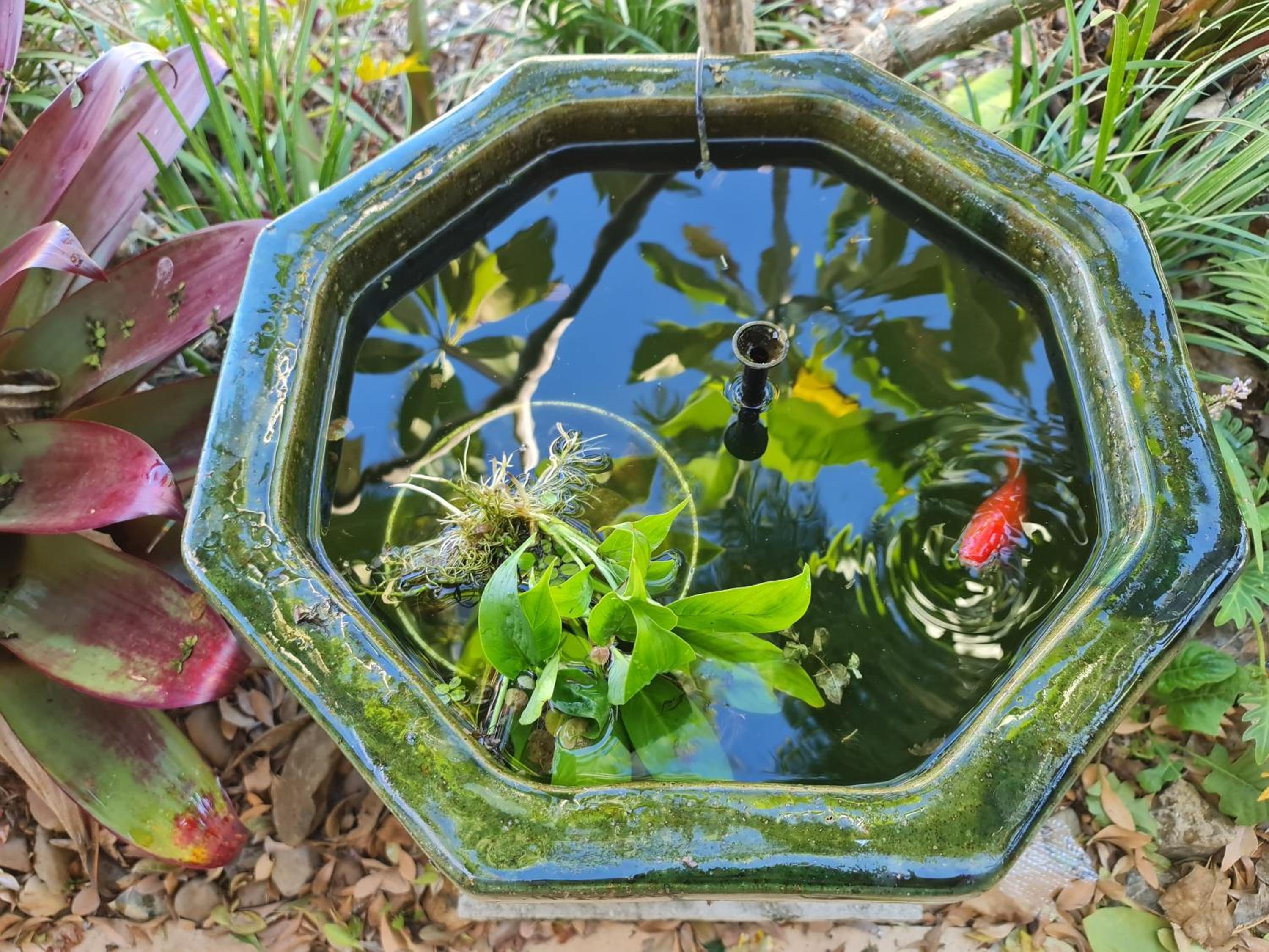 garden