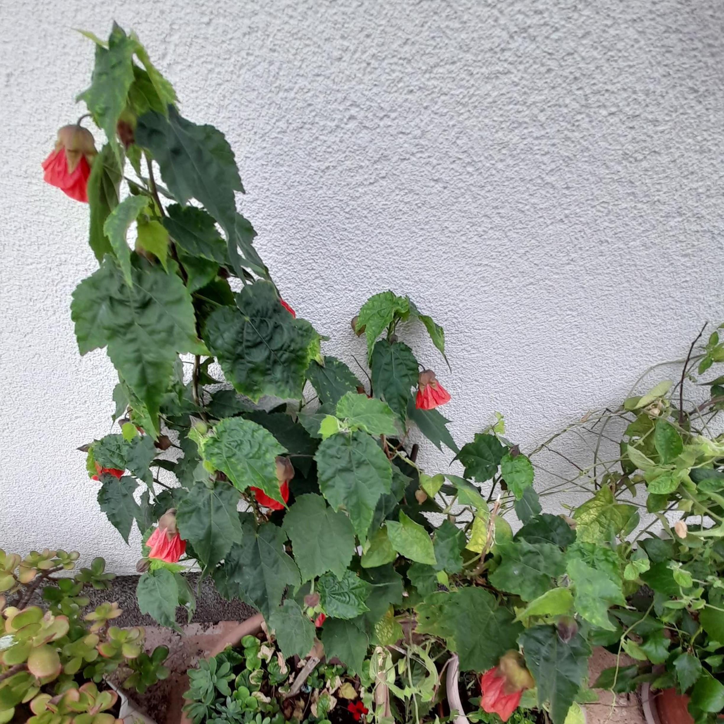 Photo 27