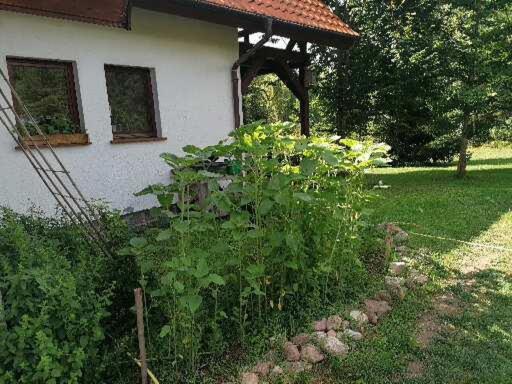 Photo 42