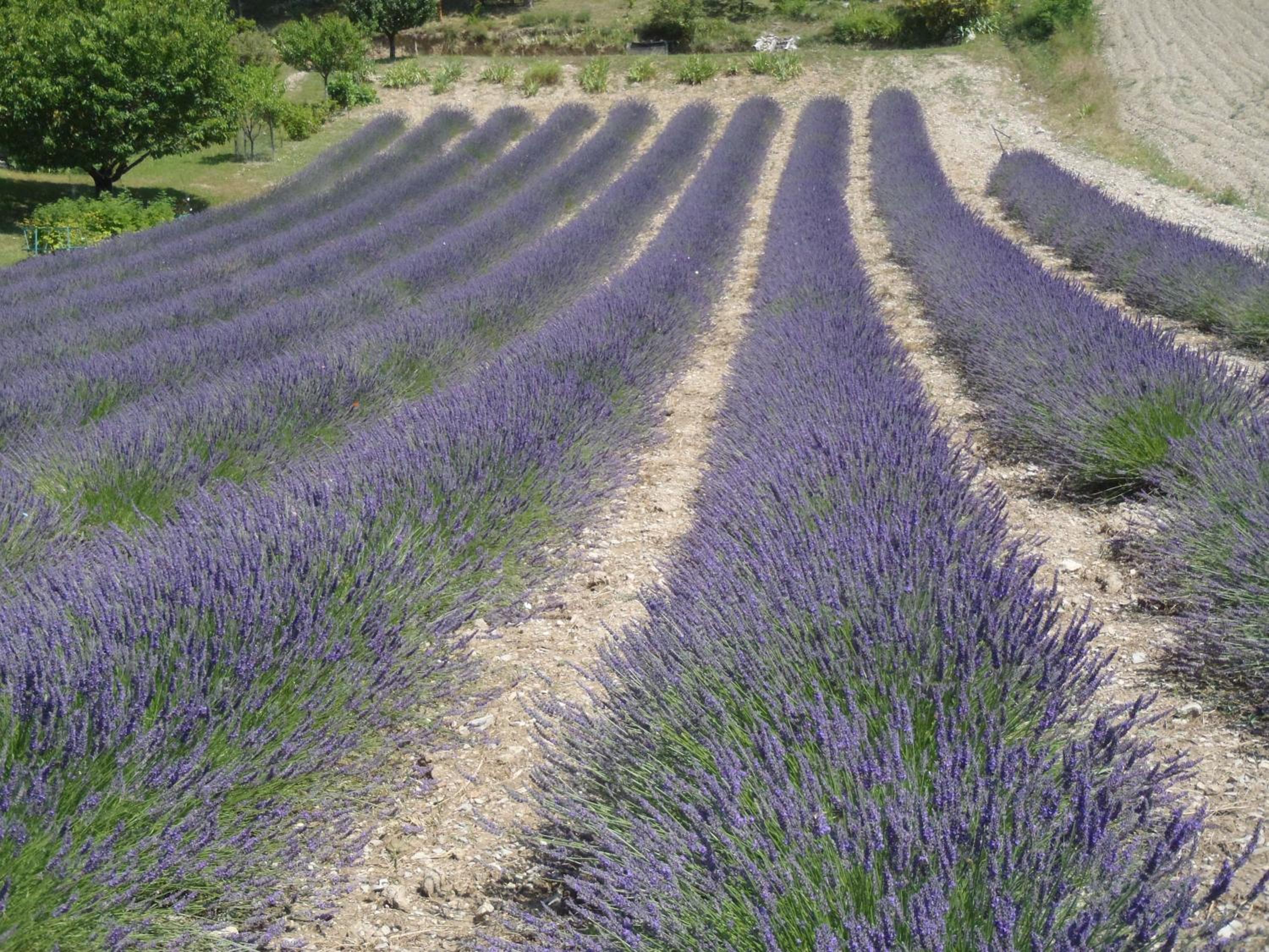 Gîte Le Bouquet