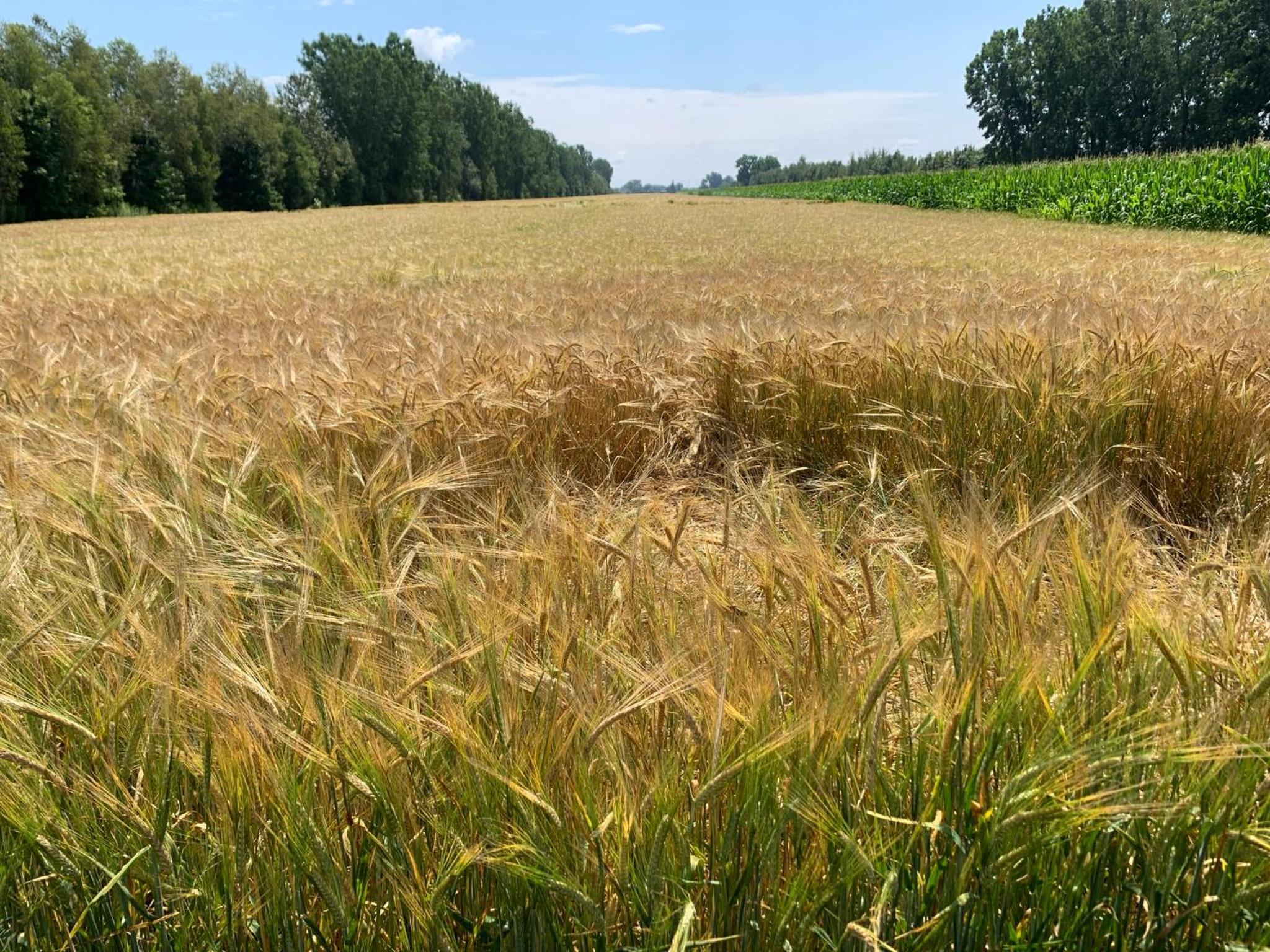 Trois-rivieres Vacations - Gite - The Rush for Barley - Property Image 8