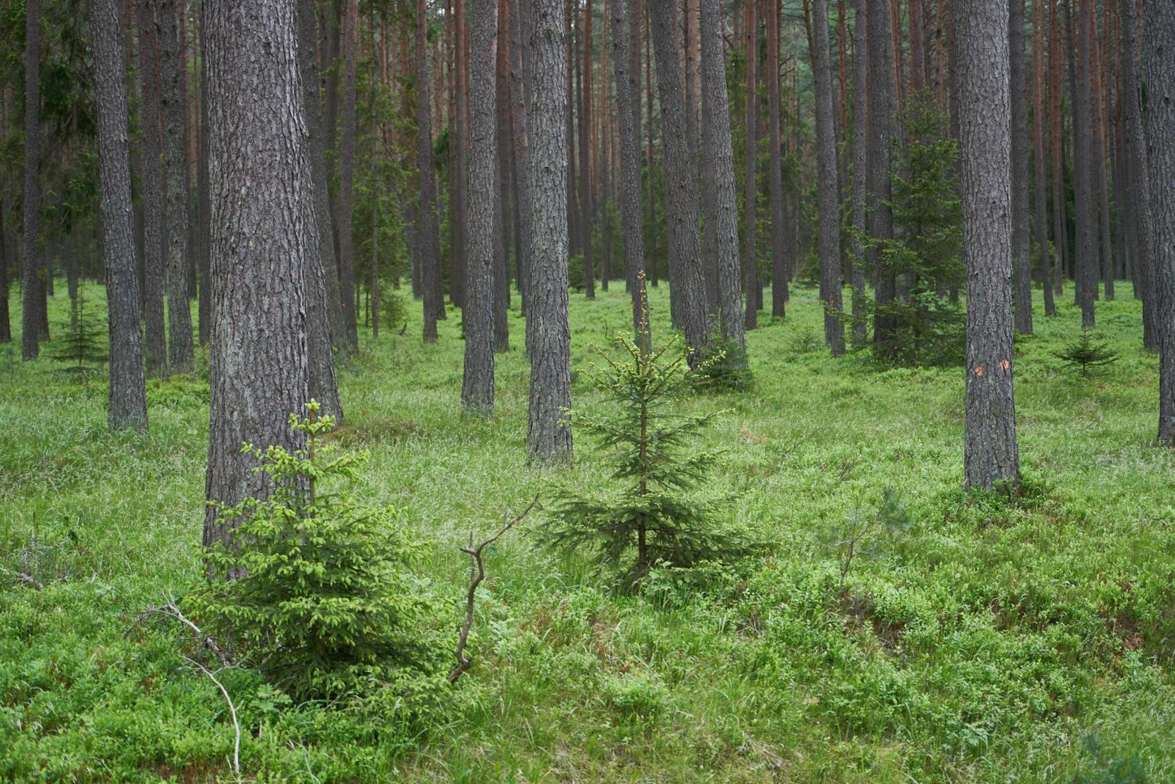 Photo 38