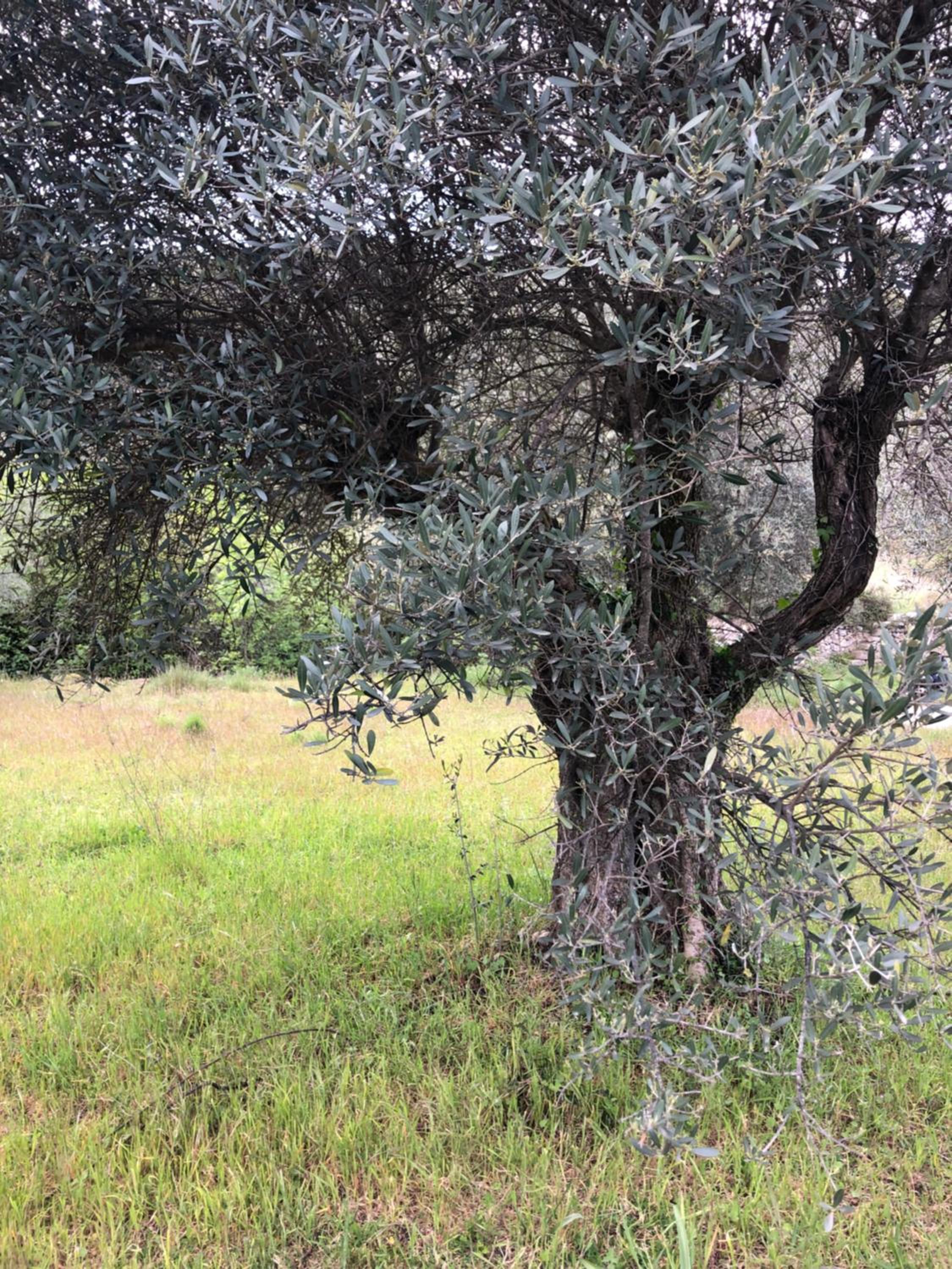 Les Garrigues Bleues view 2