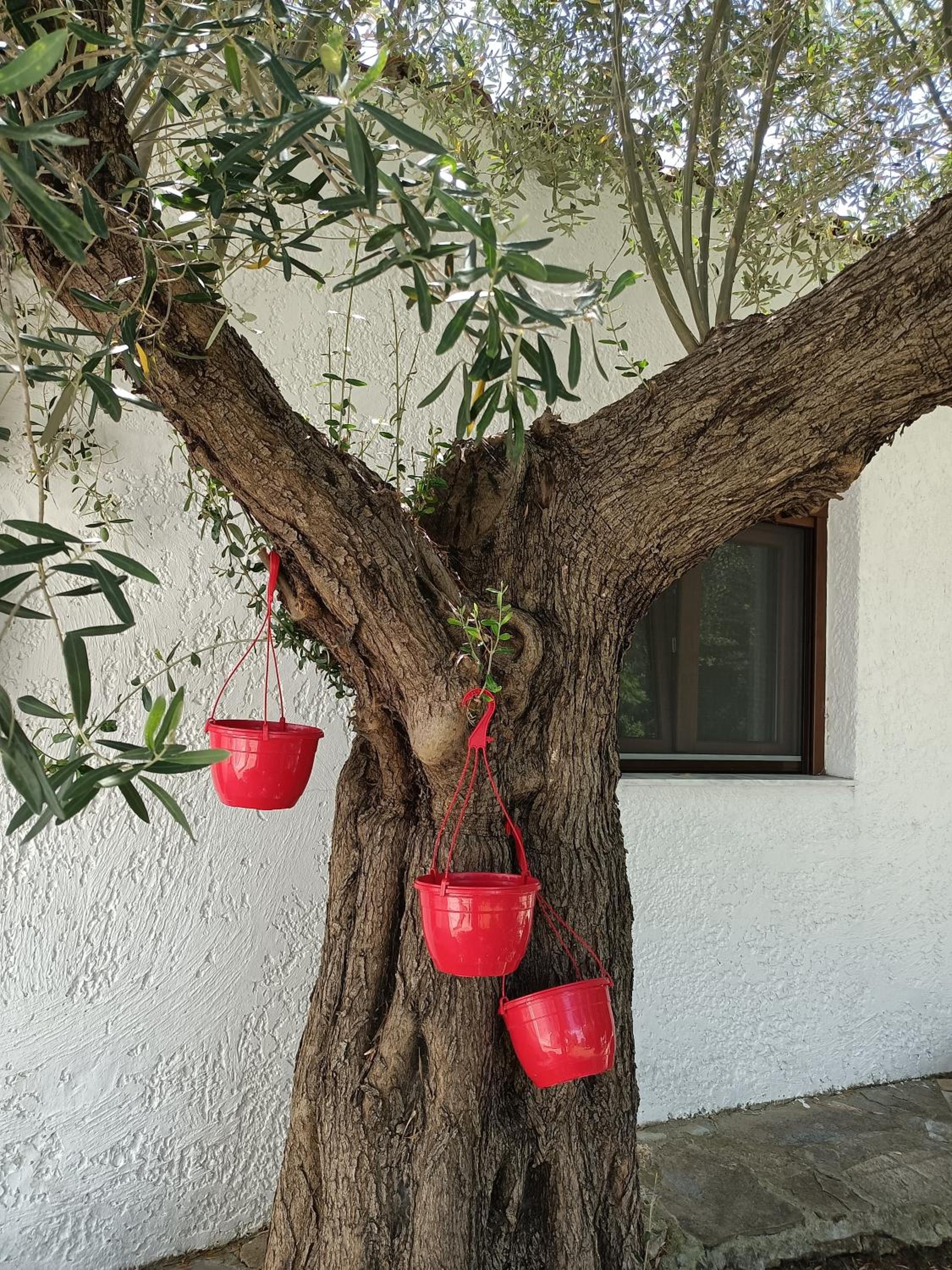 Marios Garden House