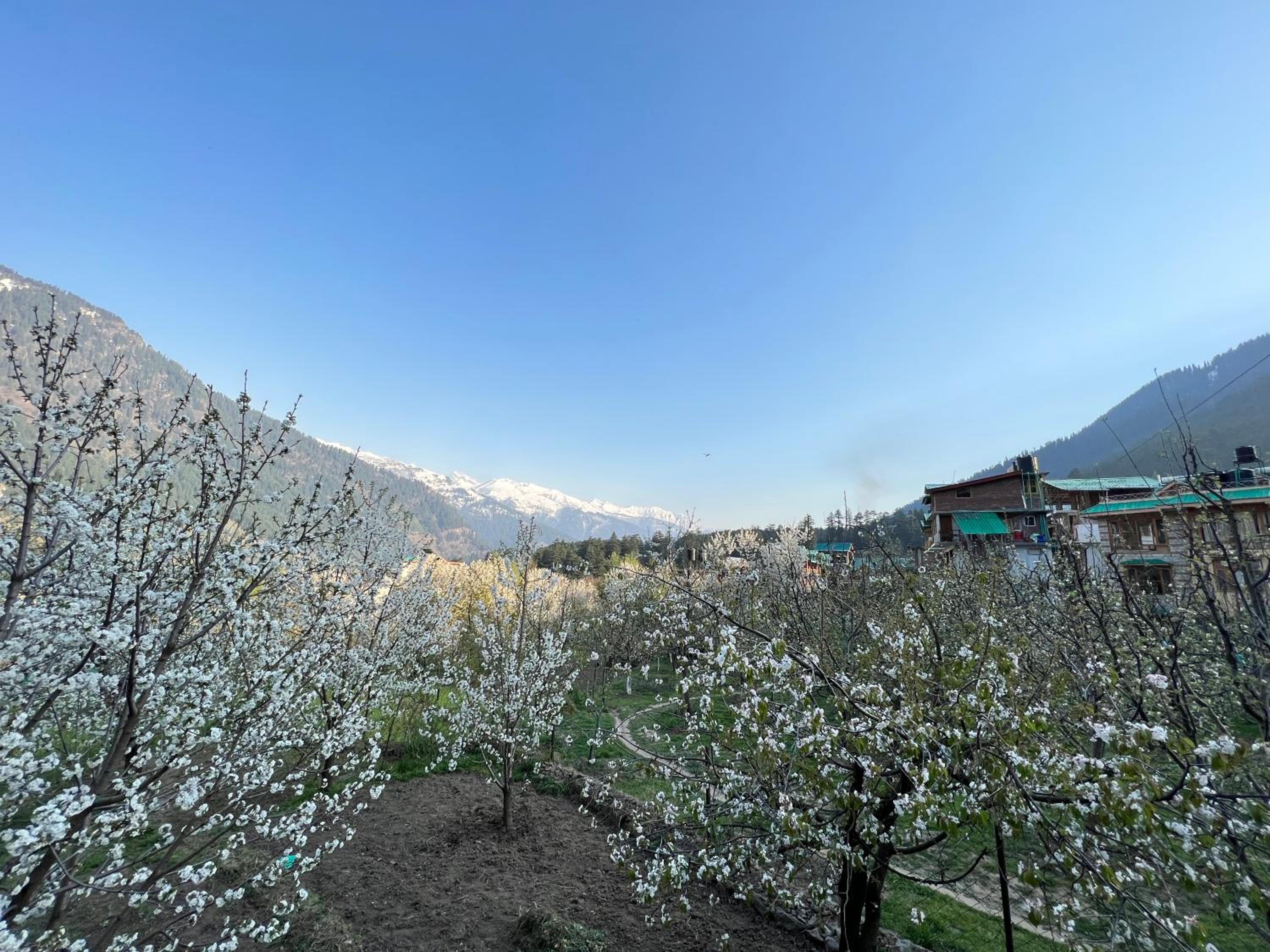YOLO Backpackers MAX - Manali