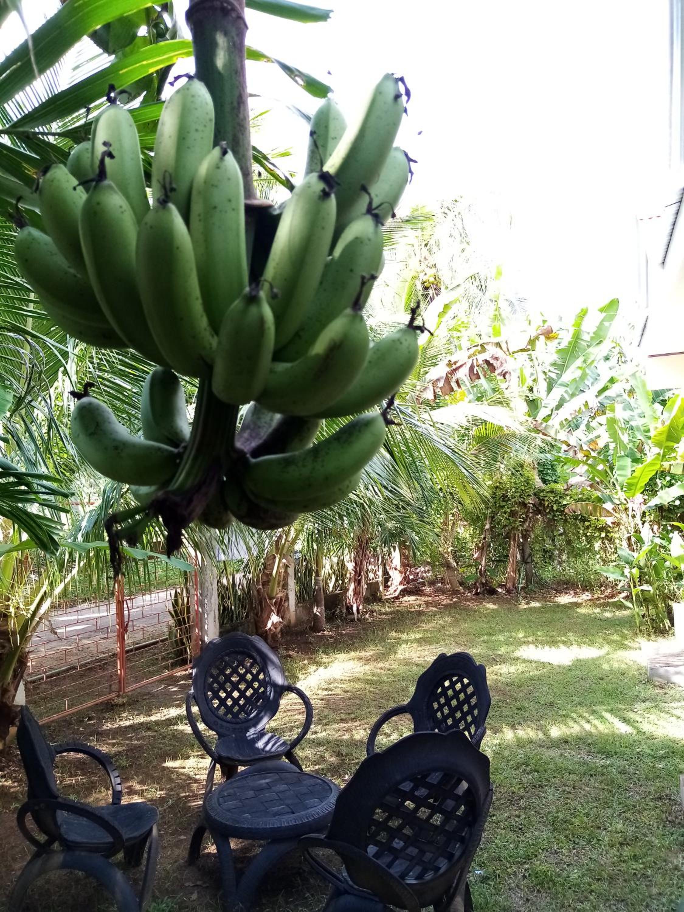 Anerose Homestay