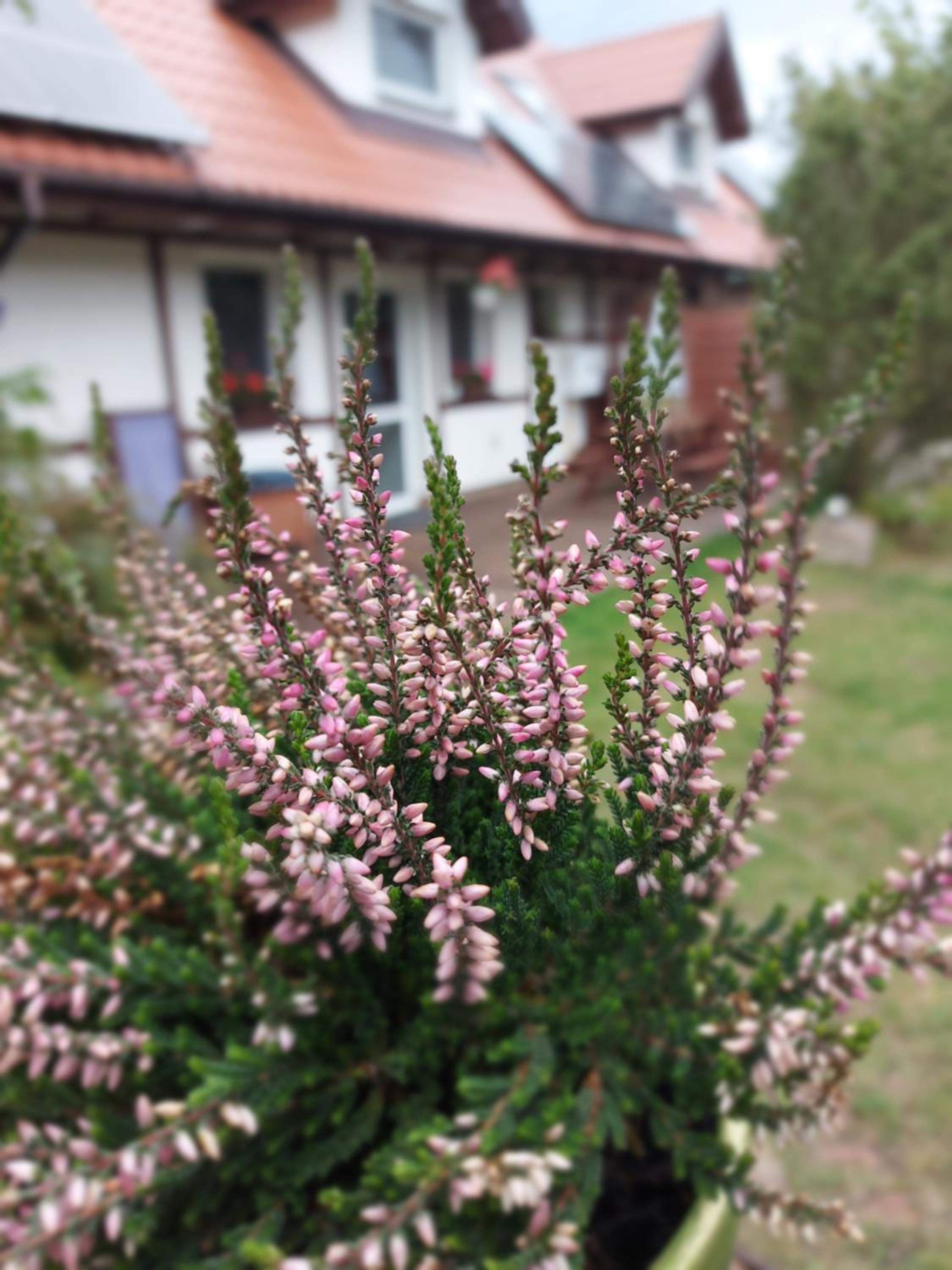 Cztery Pory Warmii Pluski pokoje do wynajęcia