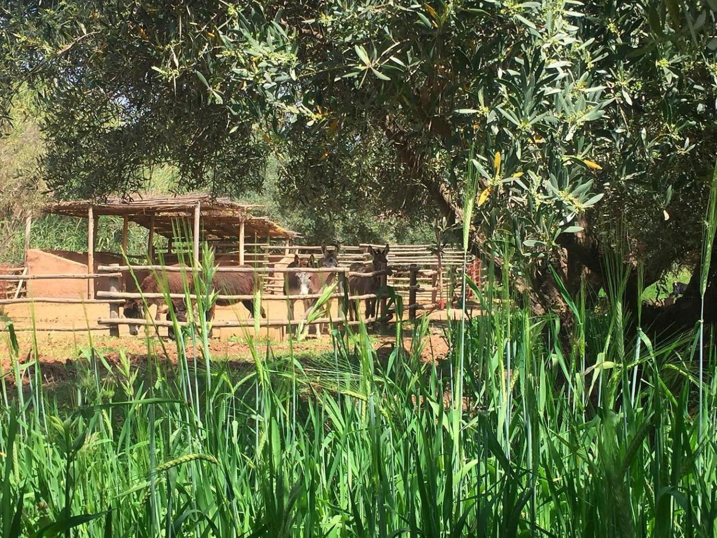 La Ferme Berbere Adult only