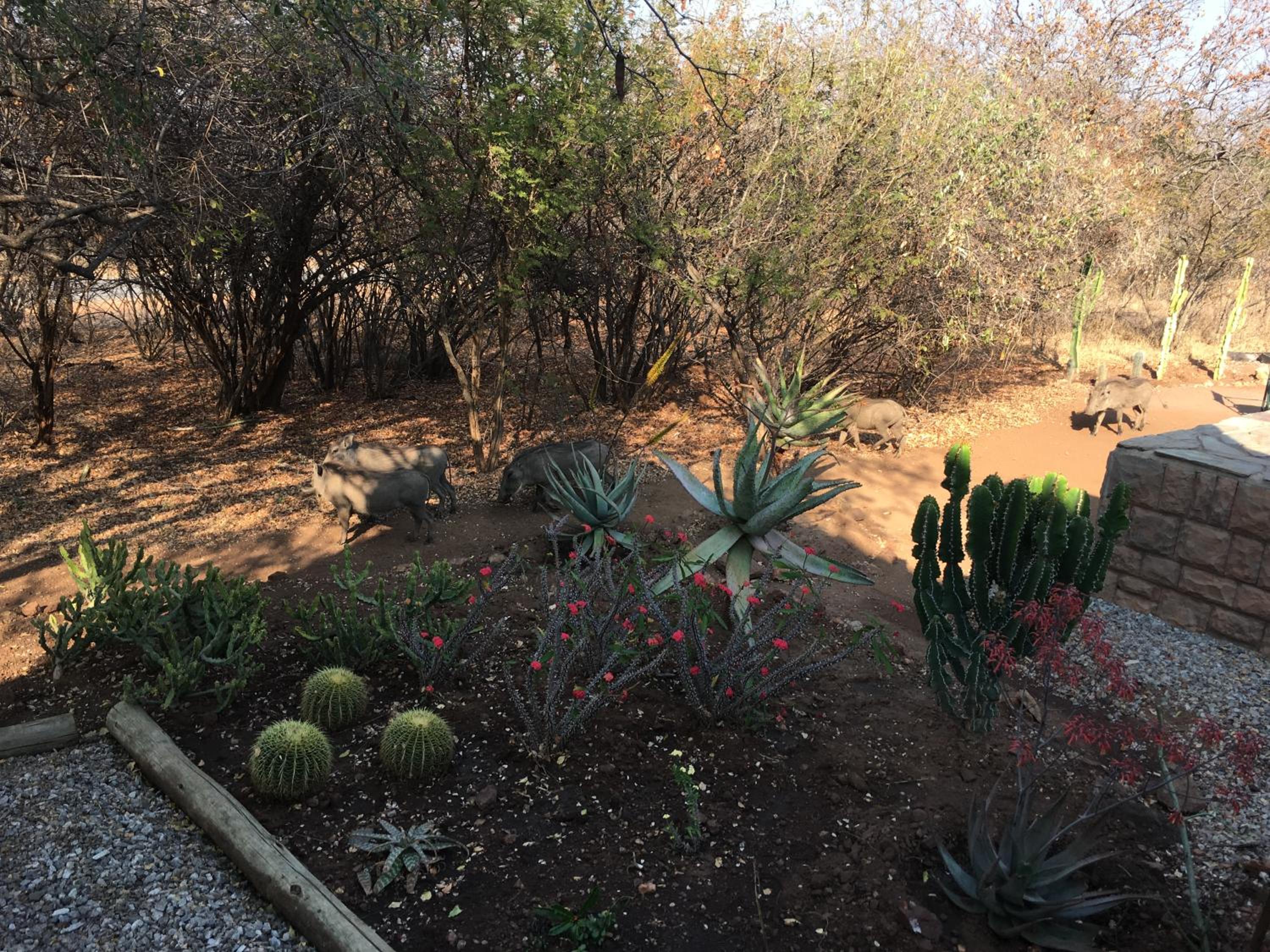 Giraffe Lodge