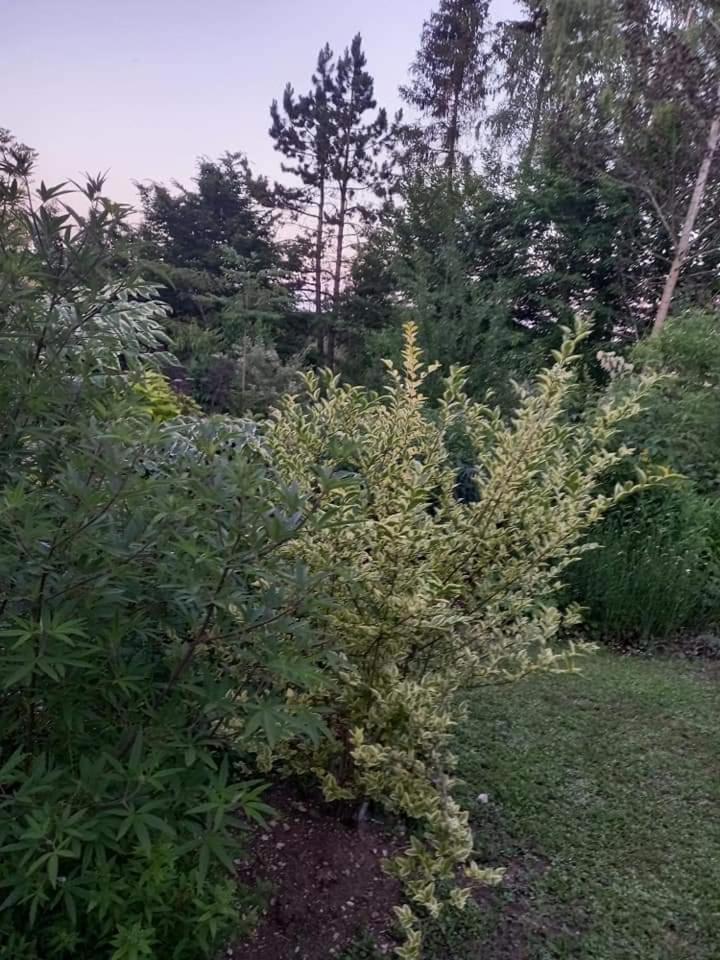 Photo 38