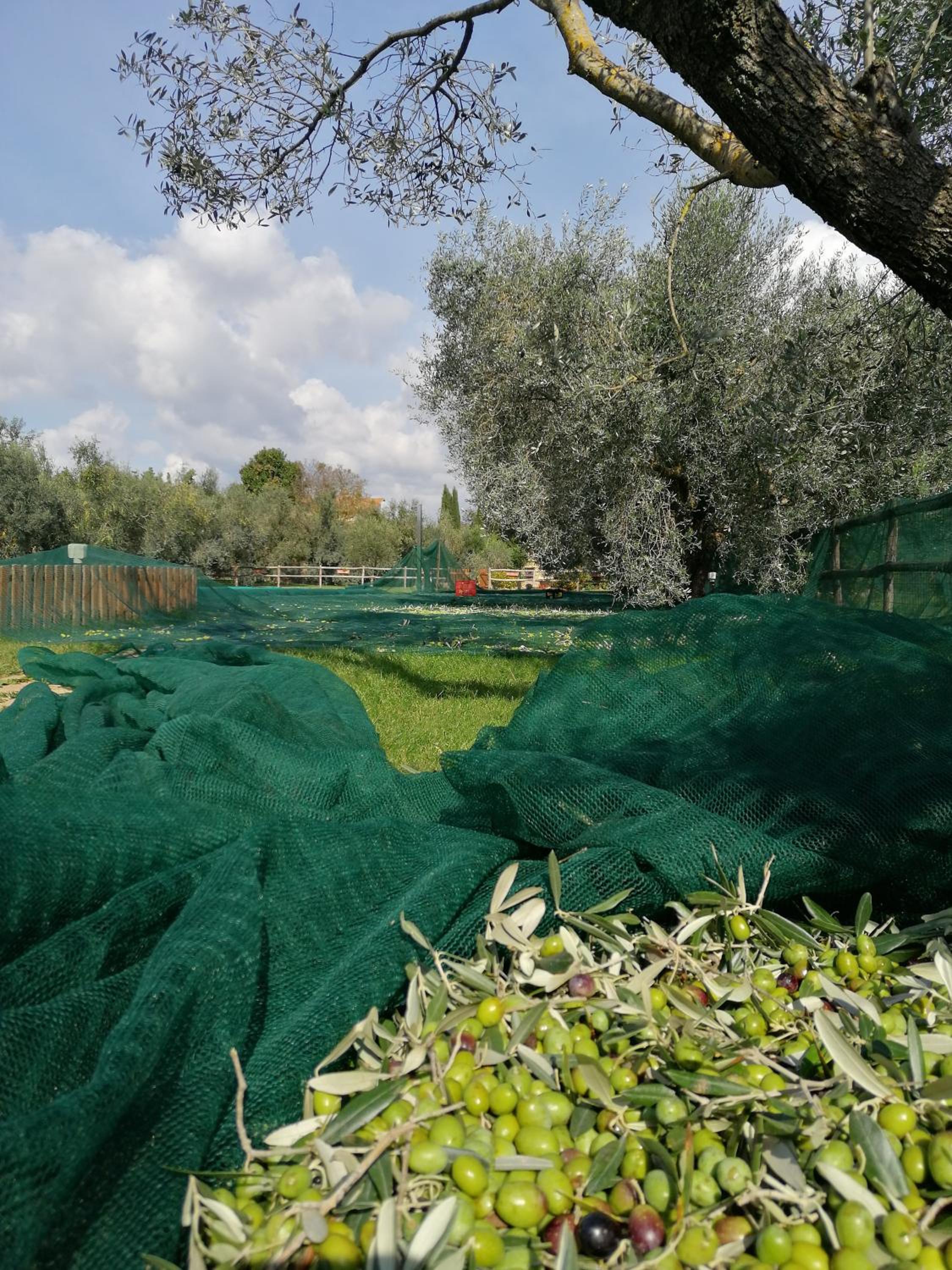 Il Podere di Sole photo 4