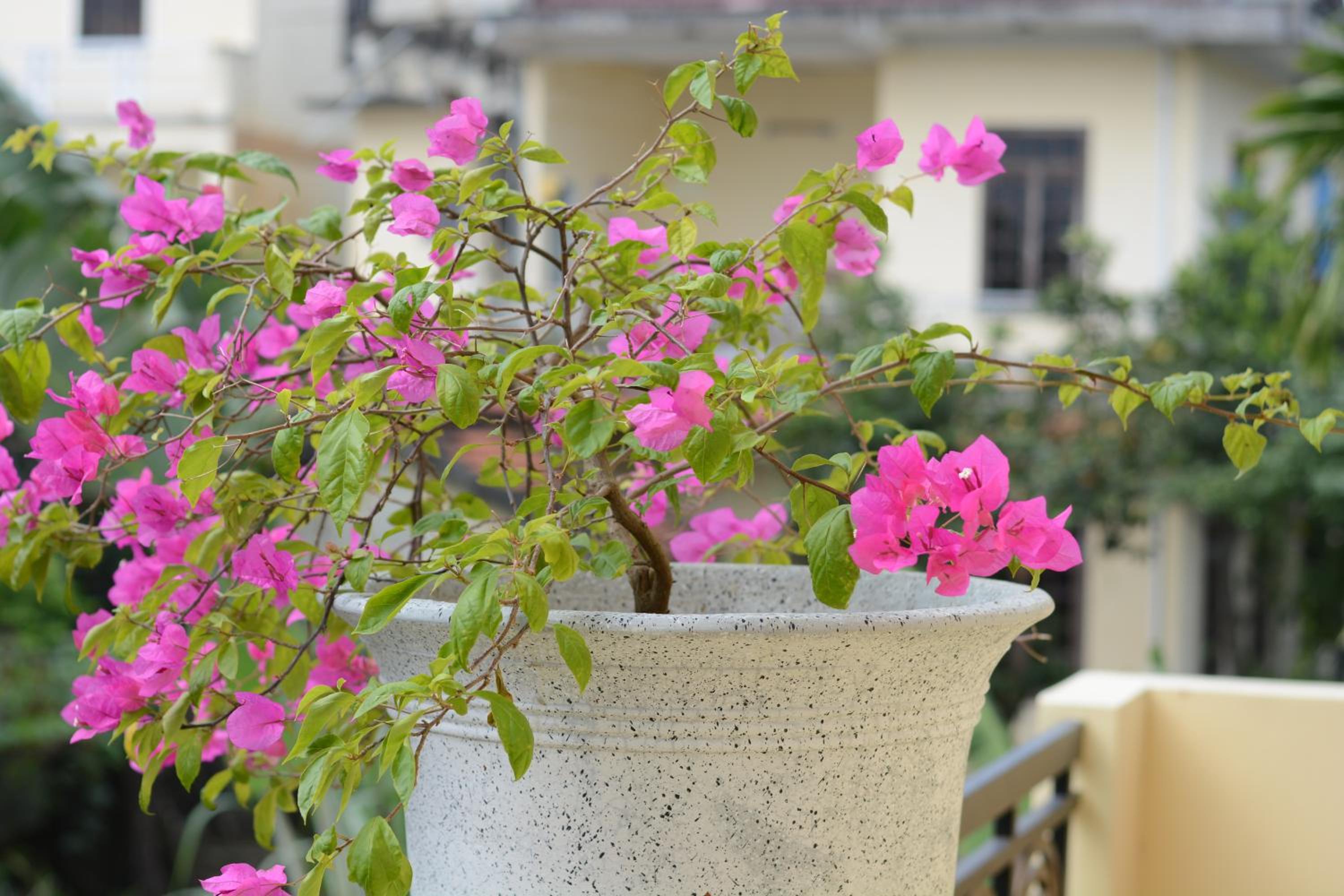 Botanic Garden Villas