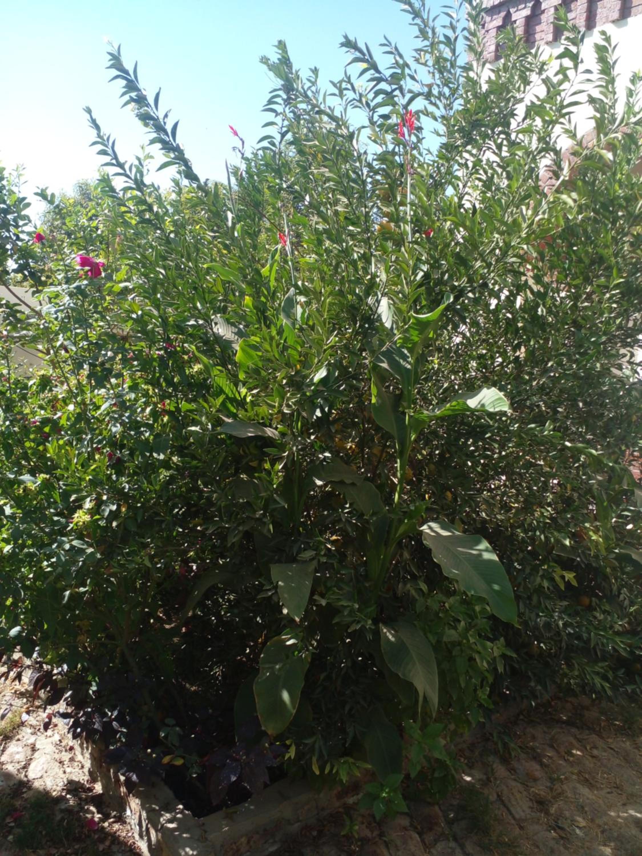 Photo 42