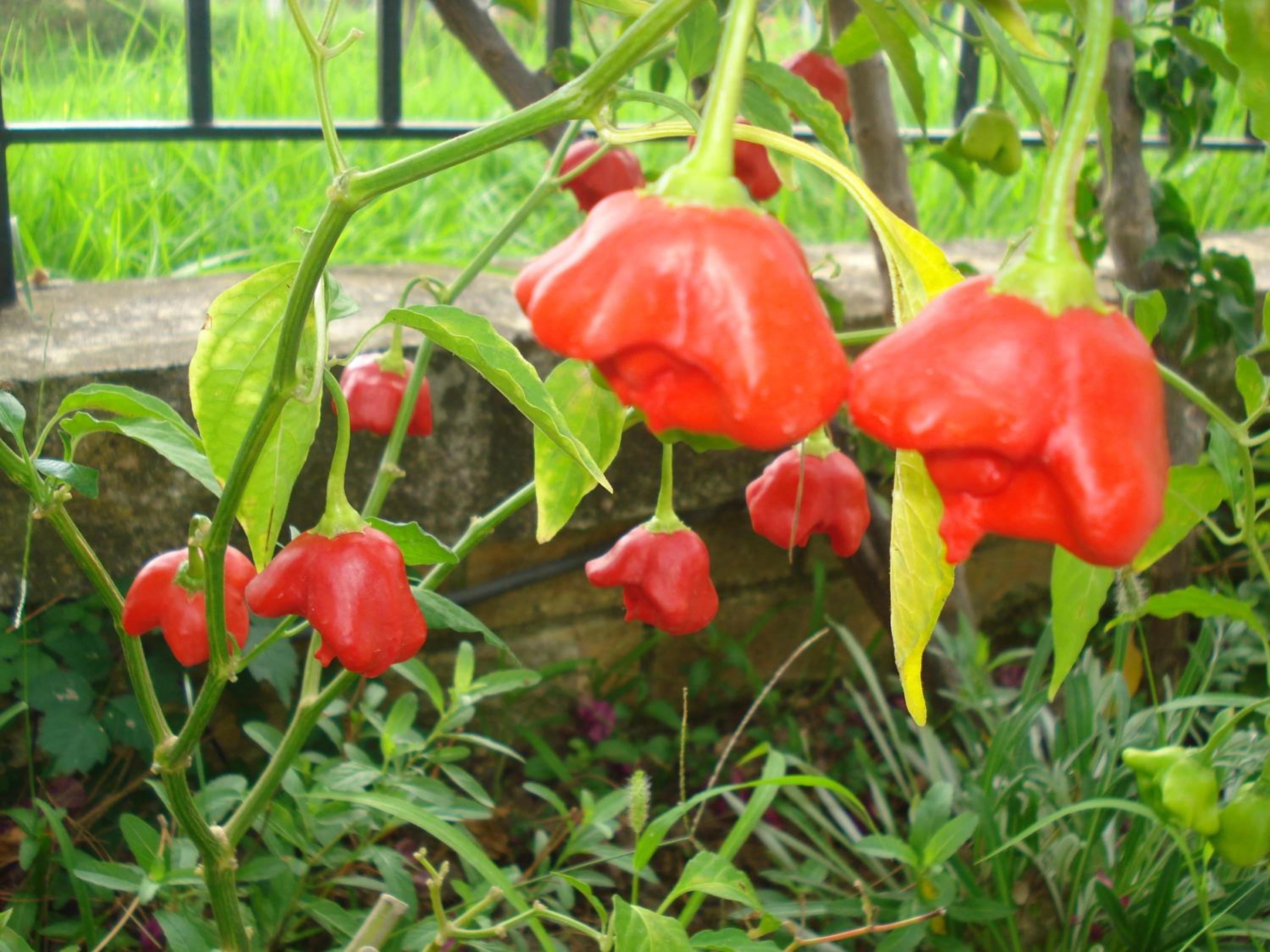 Photo 43
