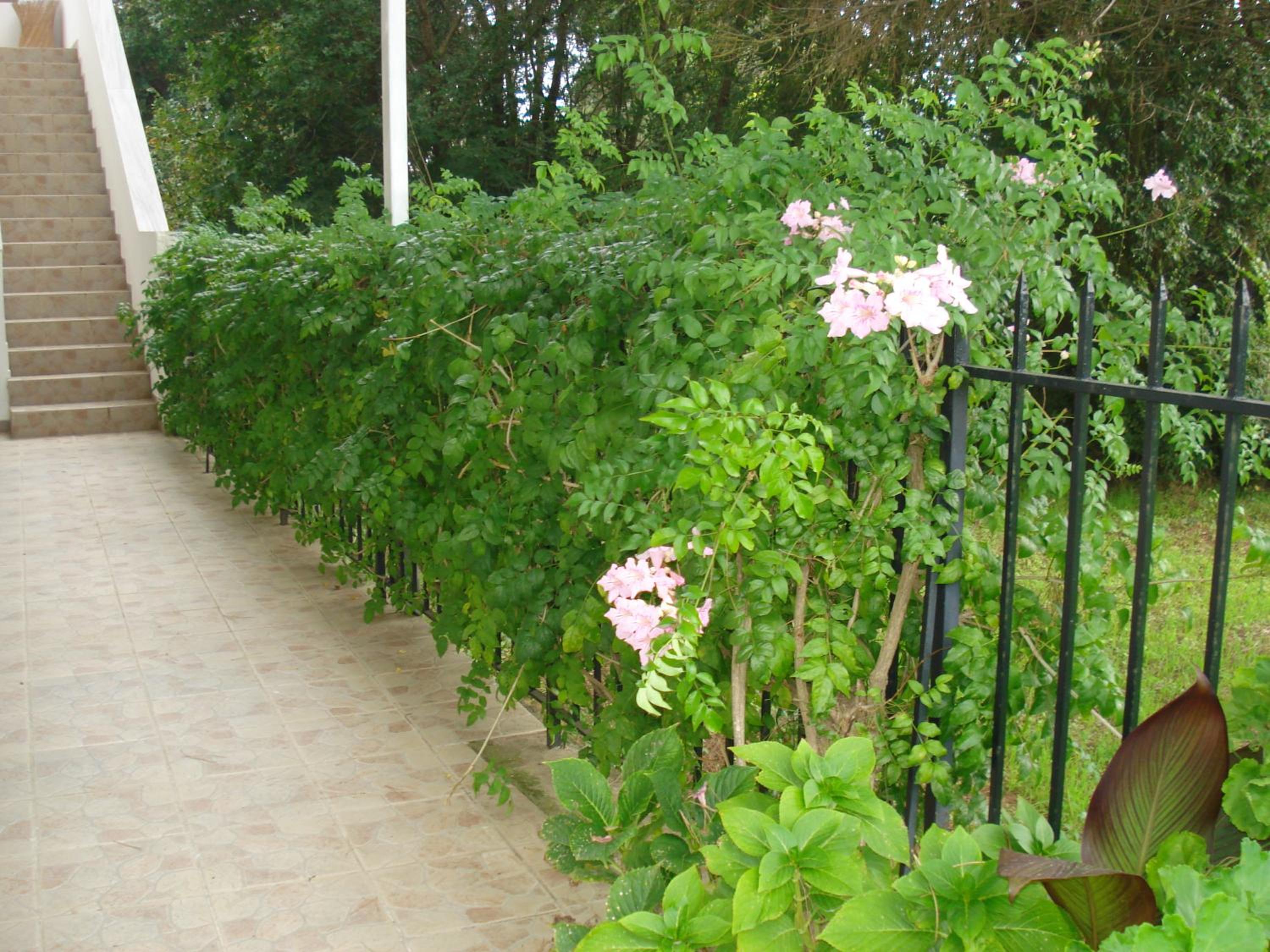 Photo 45