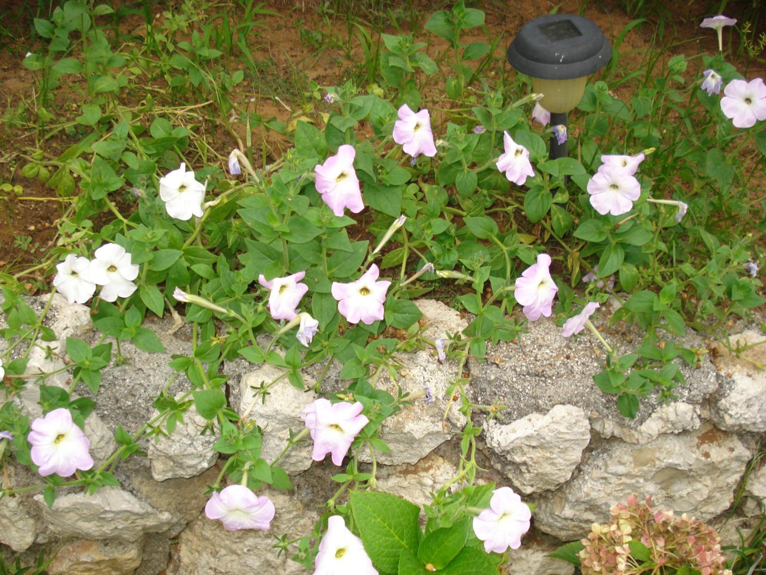 Photo 47