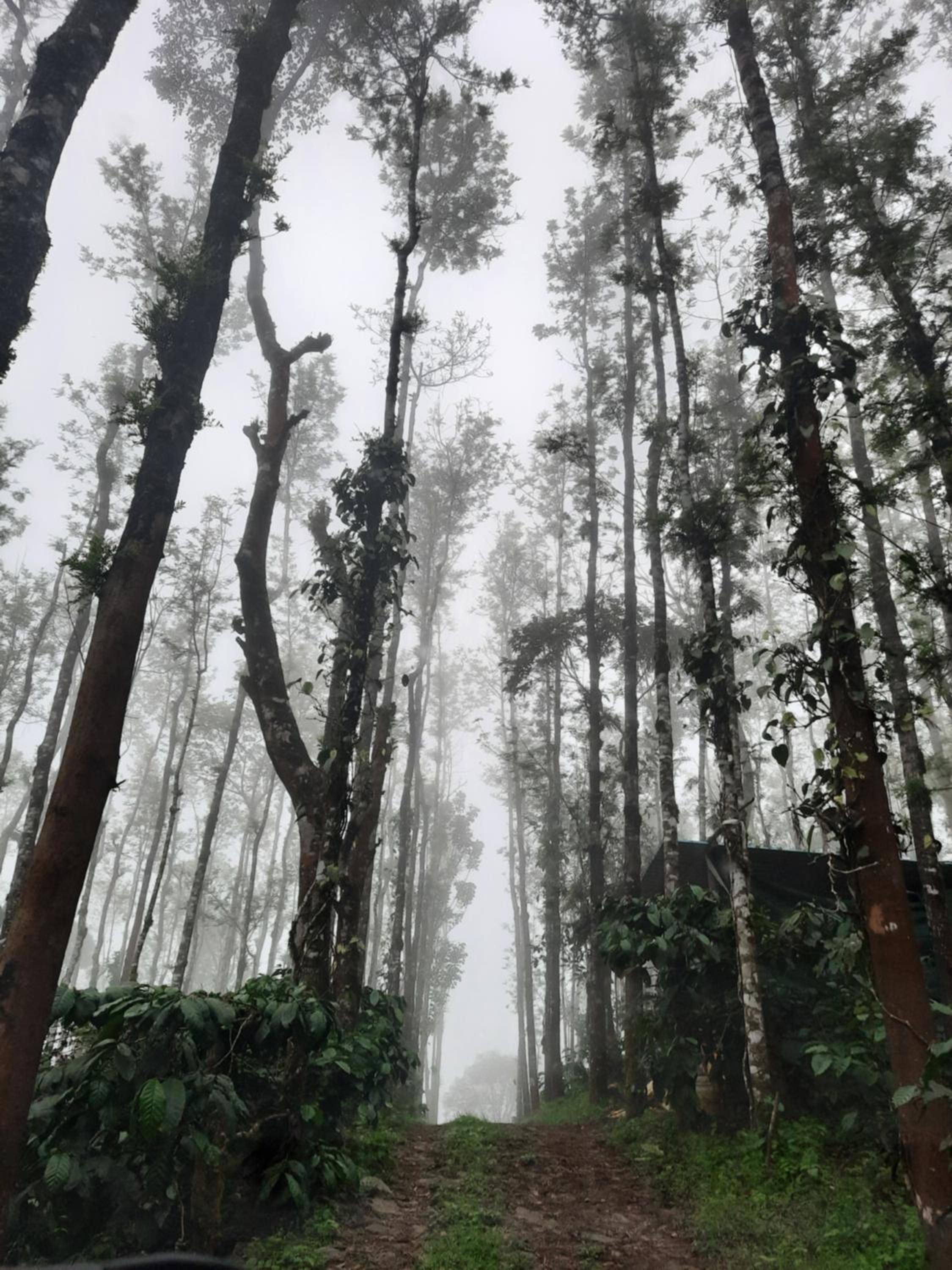 Coorg Happy Estate Stay