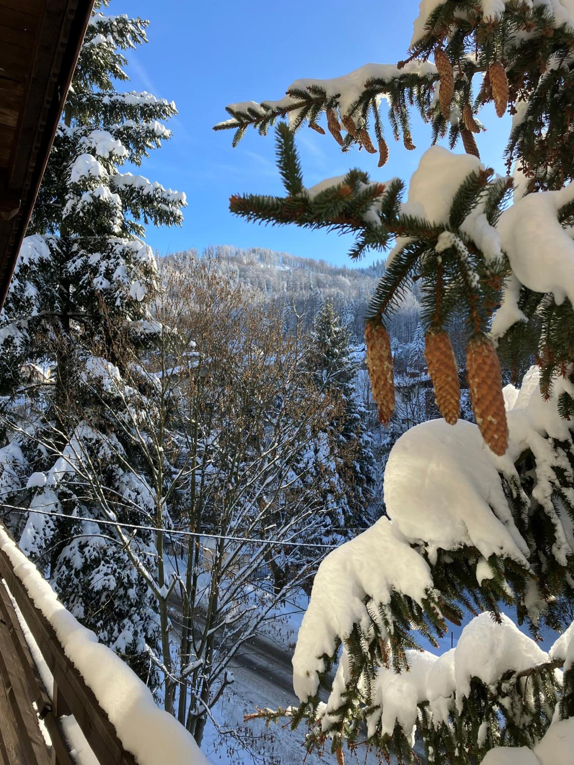 NIEZAPOMINAJKA
