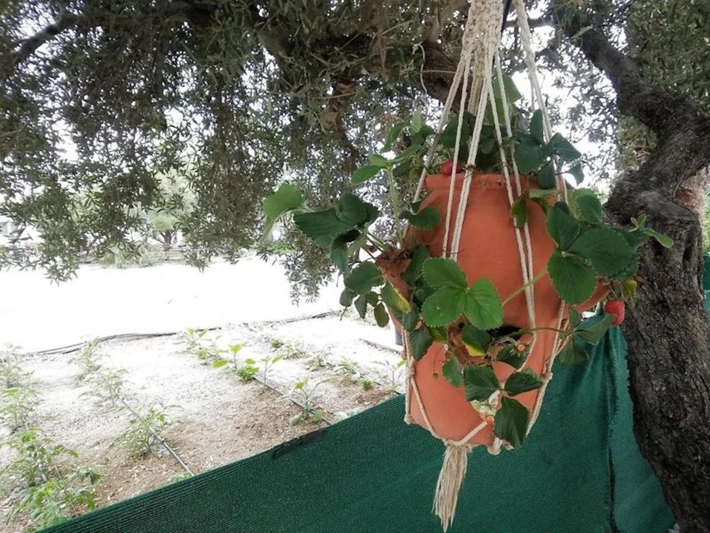 Apartments with garden view1