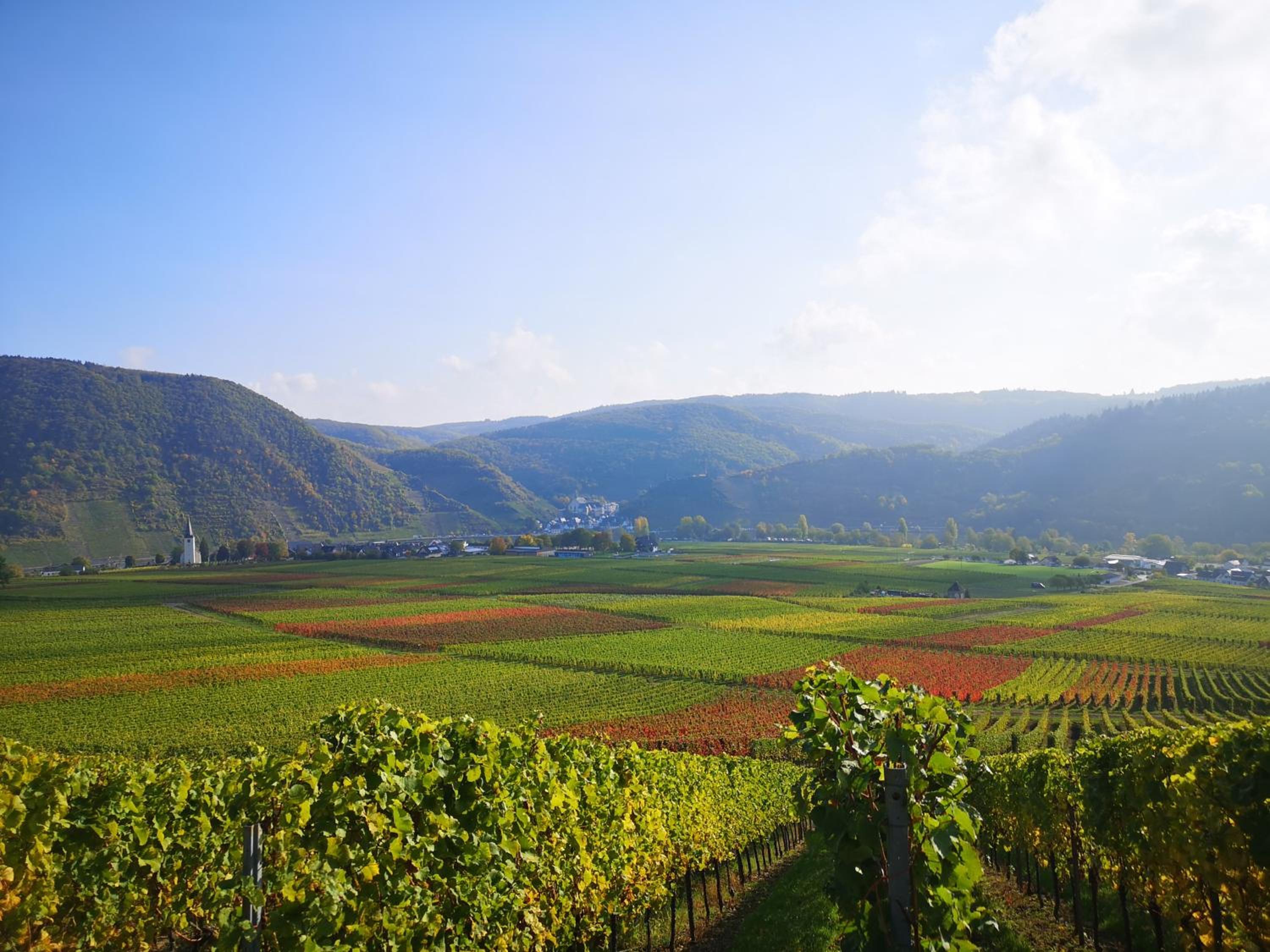 Ferienweingut Villa Hausmann
