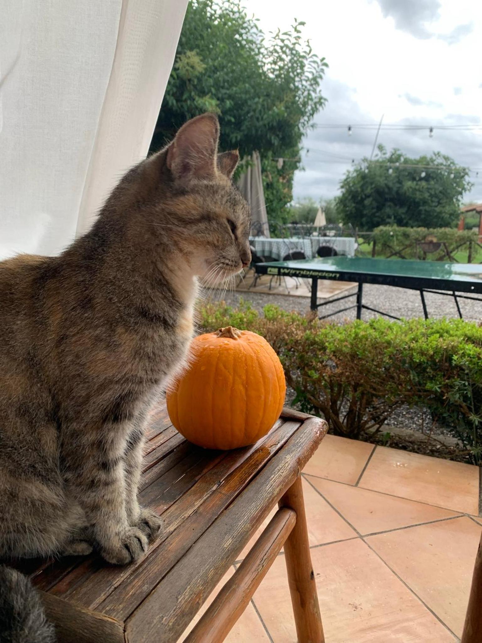 Agriturismo Il Puntoncino
