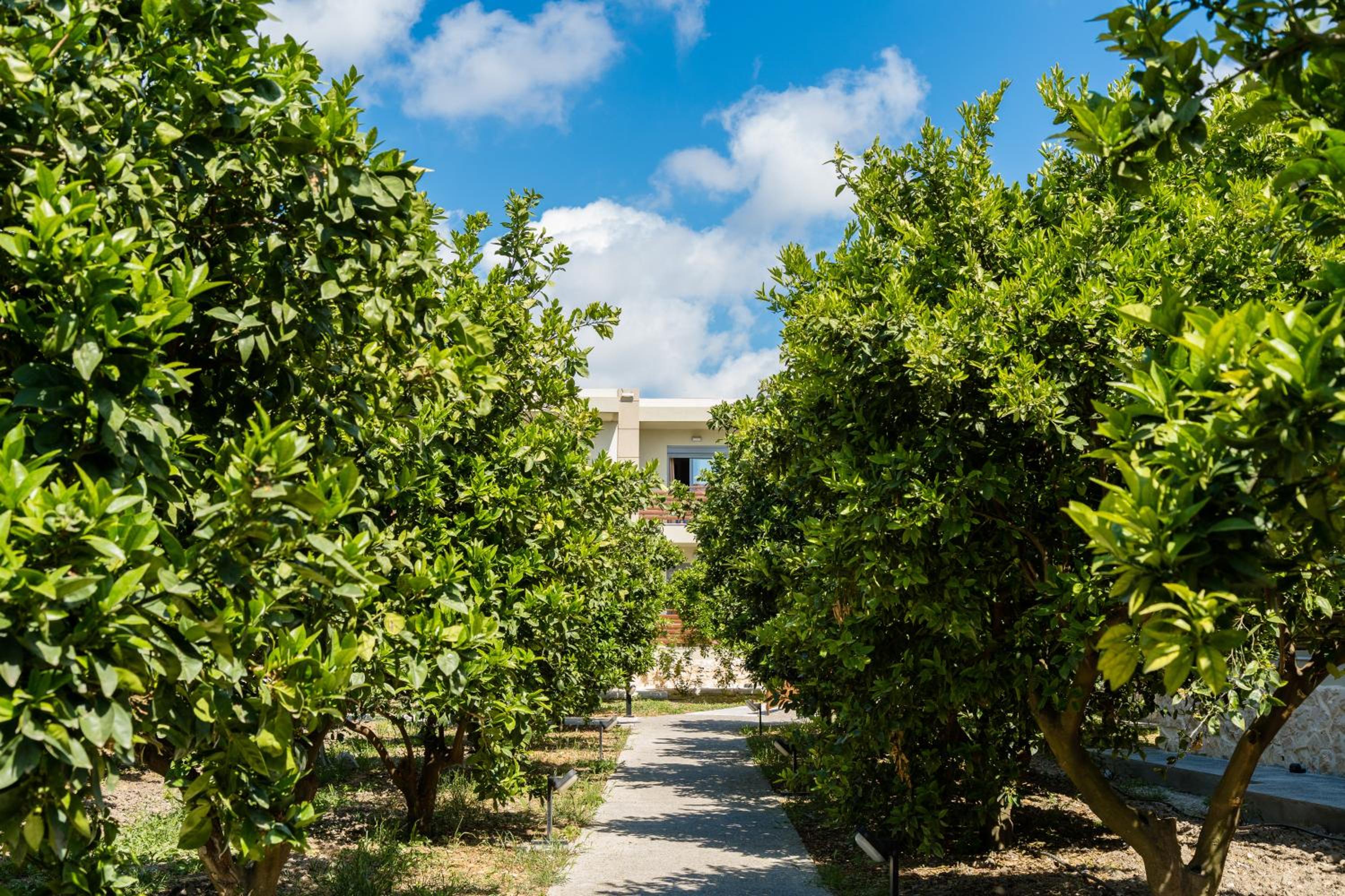 Ialyssos Vacations - Ilyssion Holidays Hotel - Property Image 15