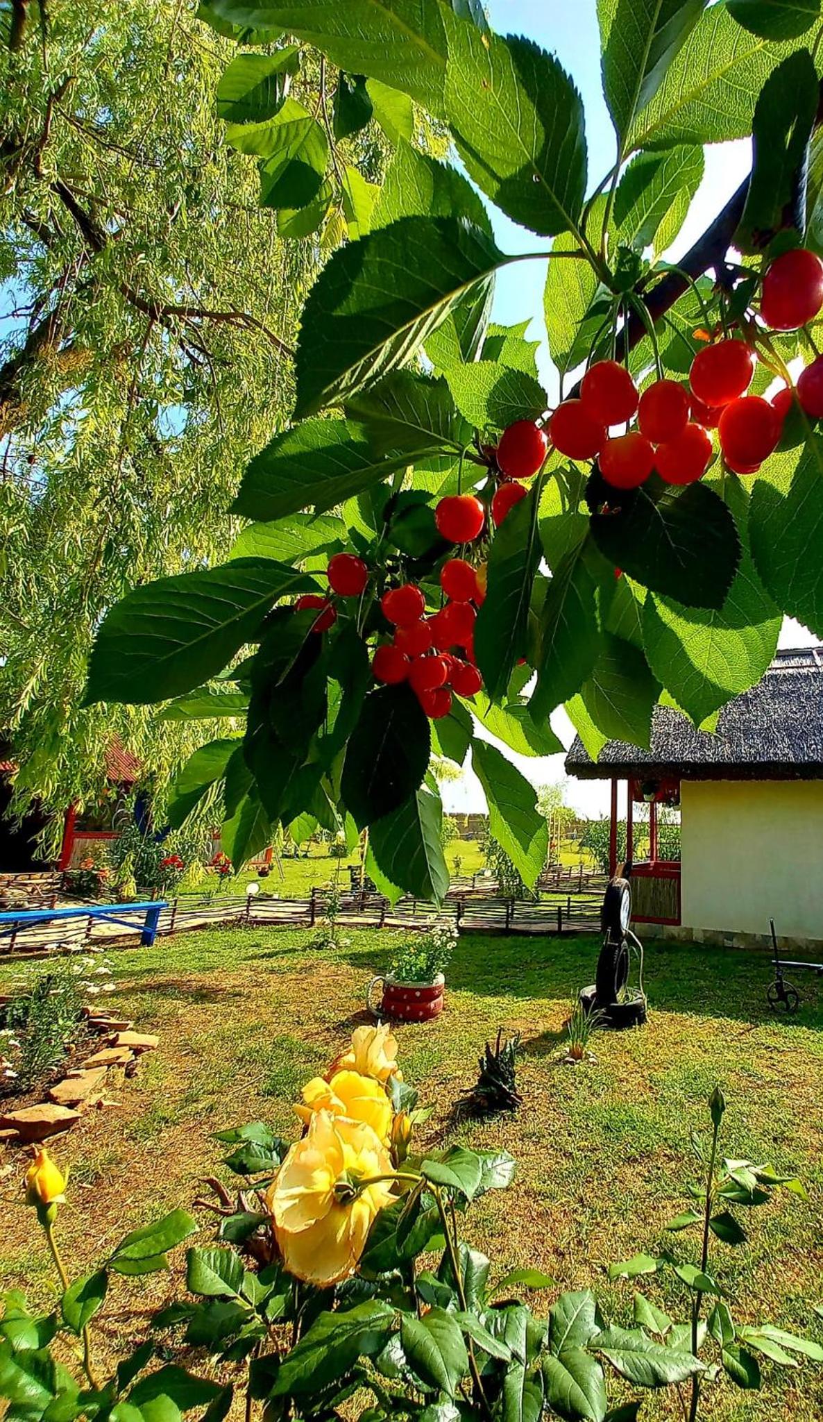 Pensiunea Clisciova view 5