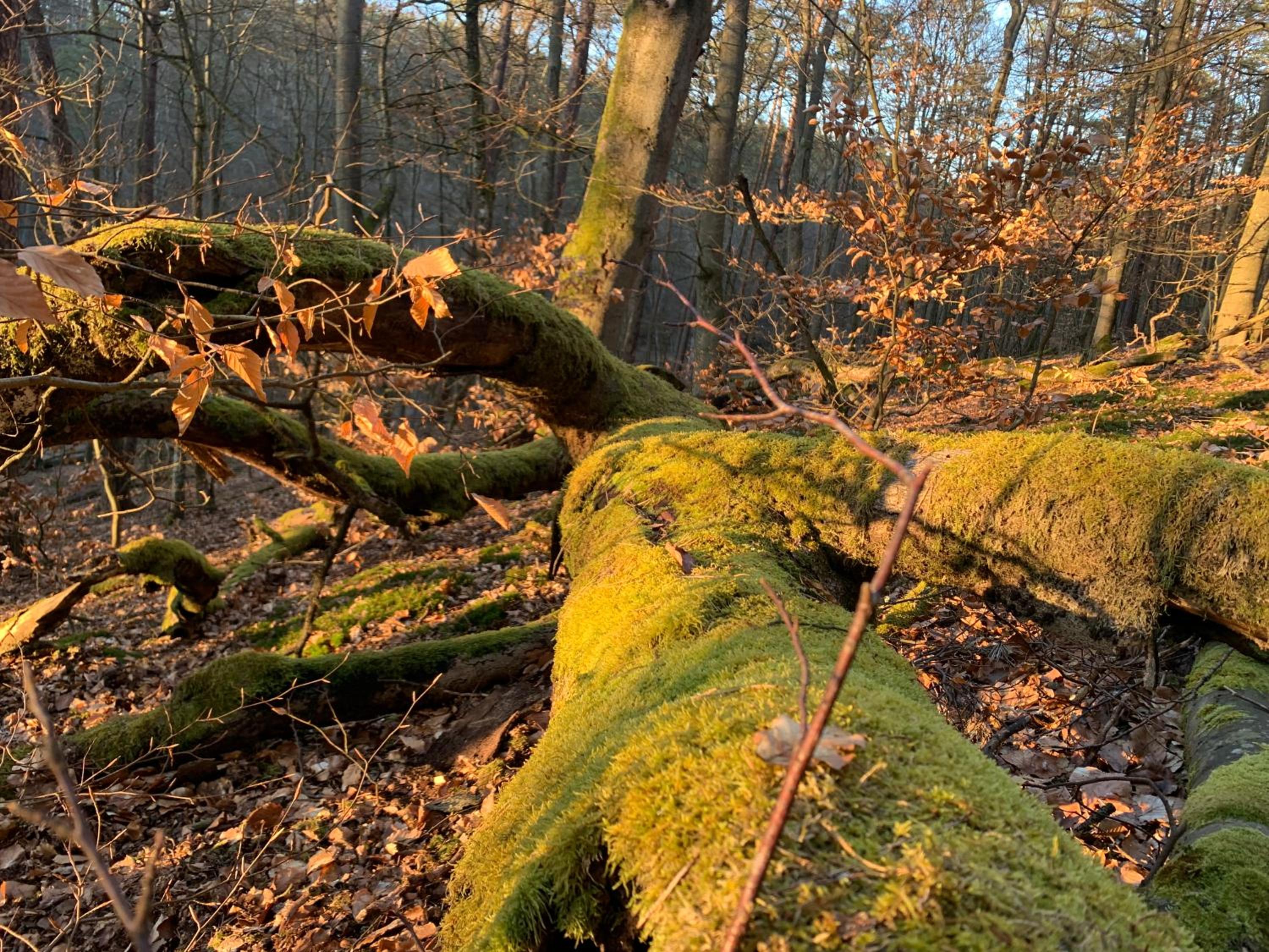 Photo 97