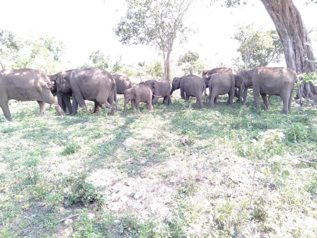 Elephants Fence Guest & Safari Services