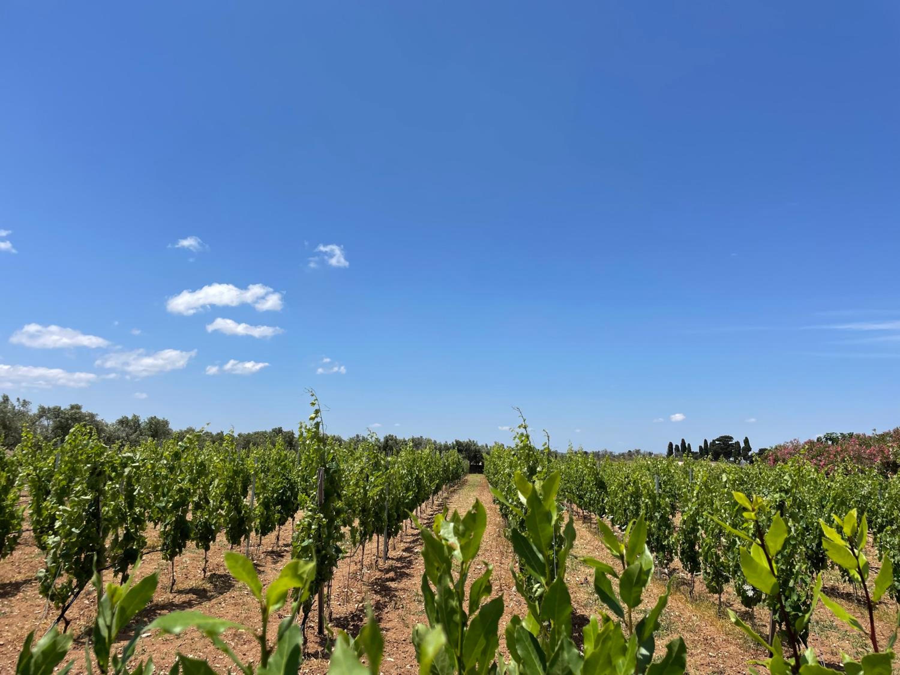 Agriturismo Terra Rossa