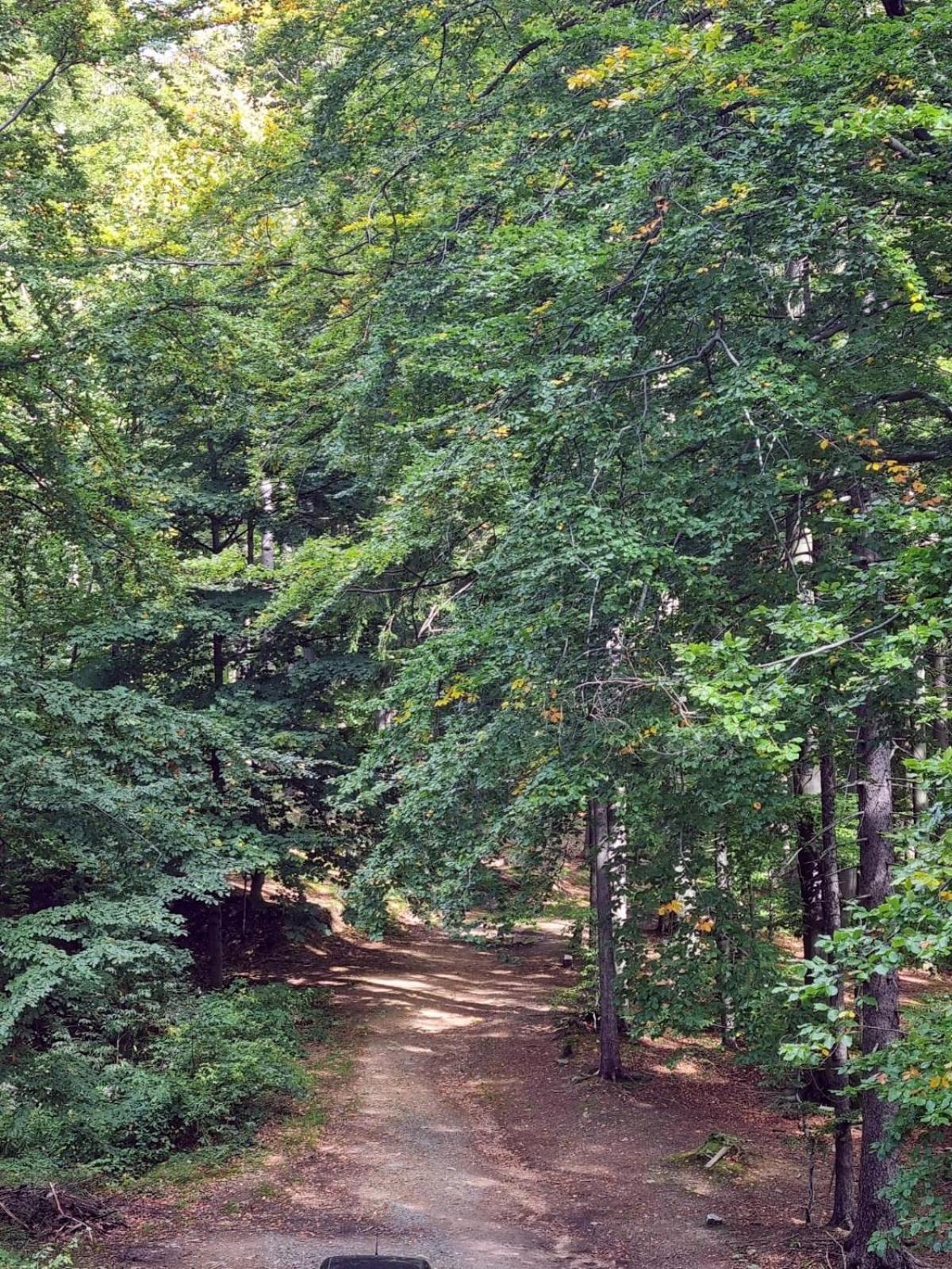 Apartament Rodzinny z pięknym widokiem na las