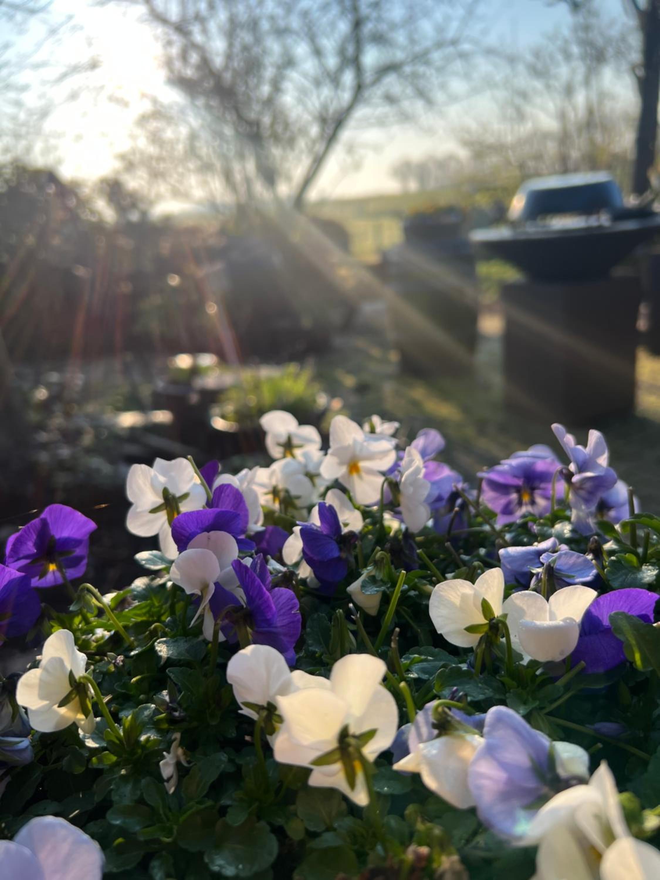 B&B De Pauw - Country Home Cooking view 2