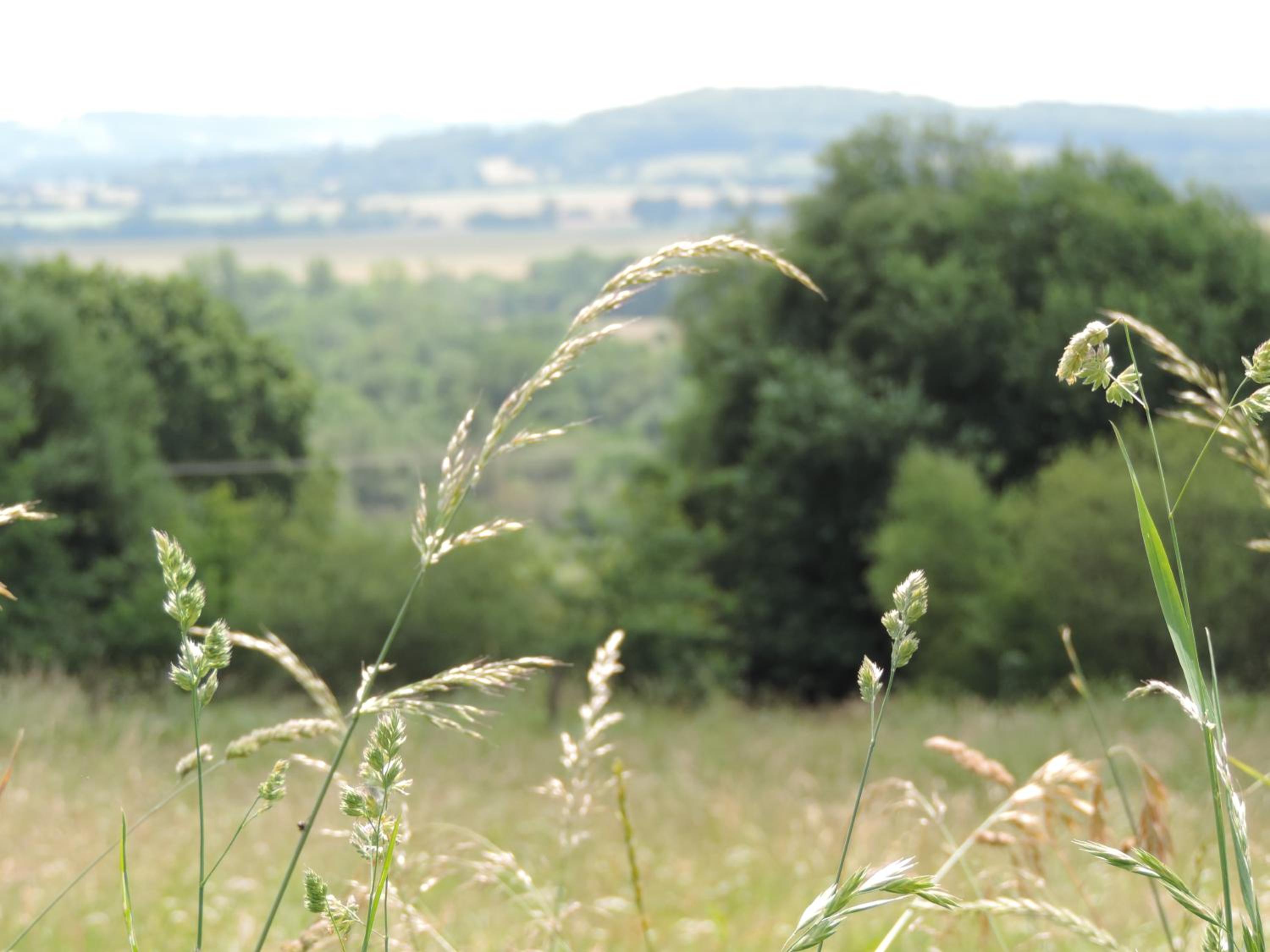 Photo 44