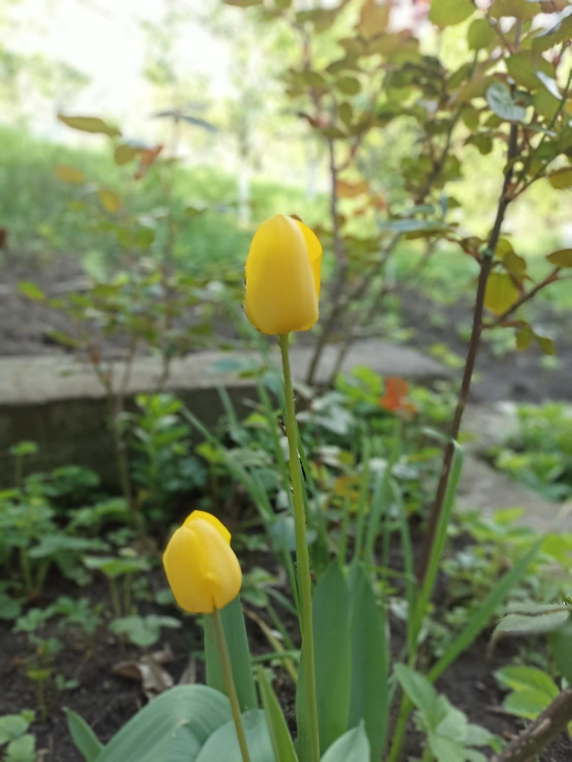 Green Garden