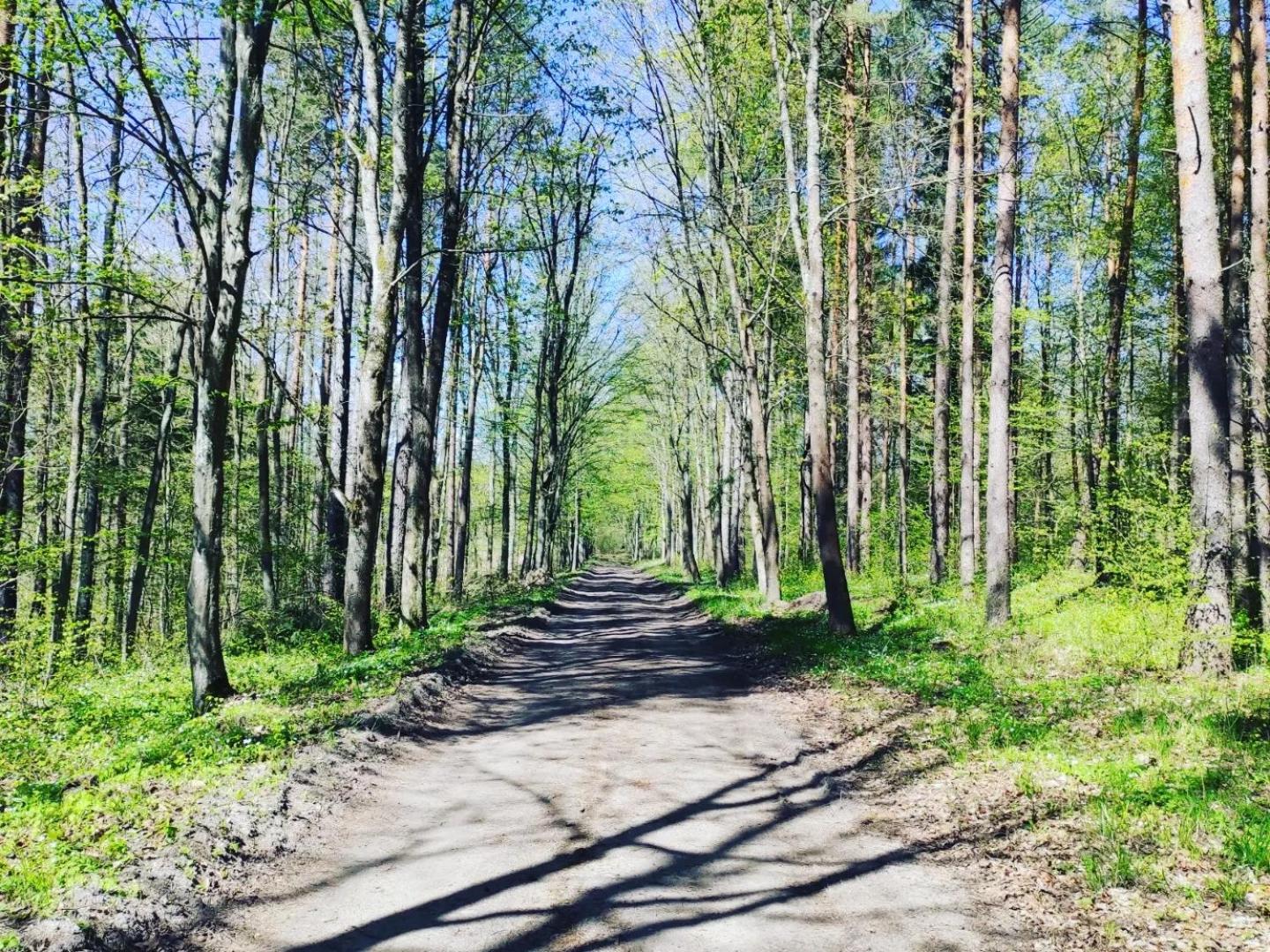 Domki nad Rozlewiskiem