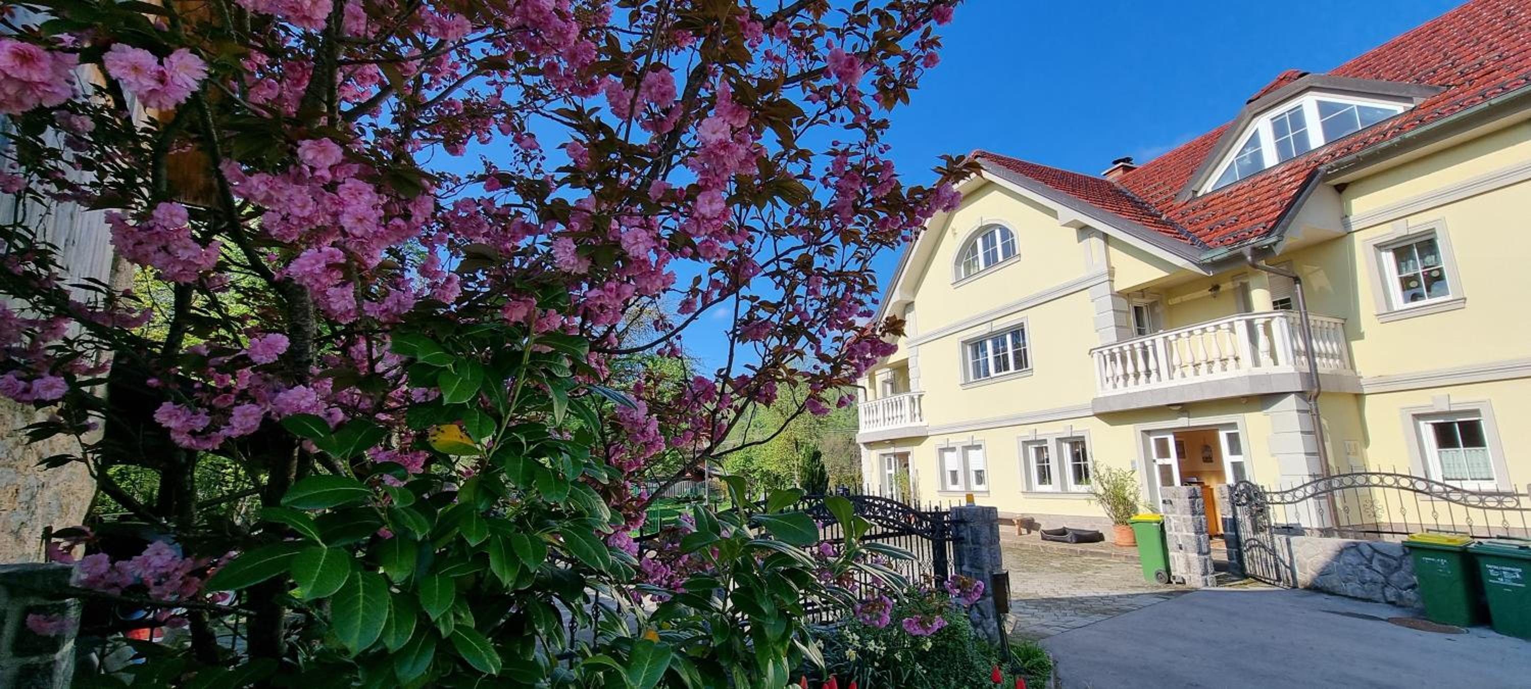 Apartment Sneznik
