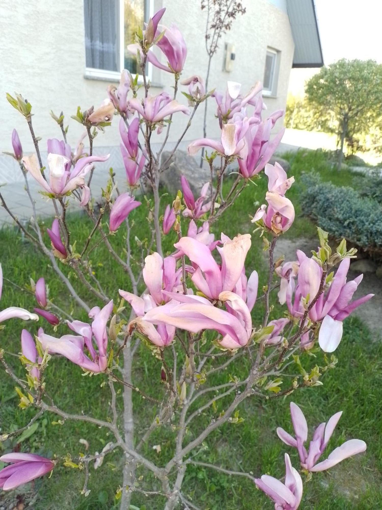 Casa Mamei en Suceava