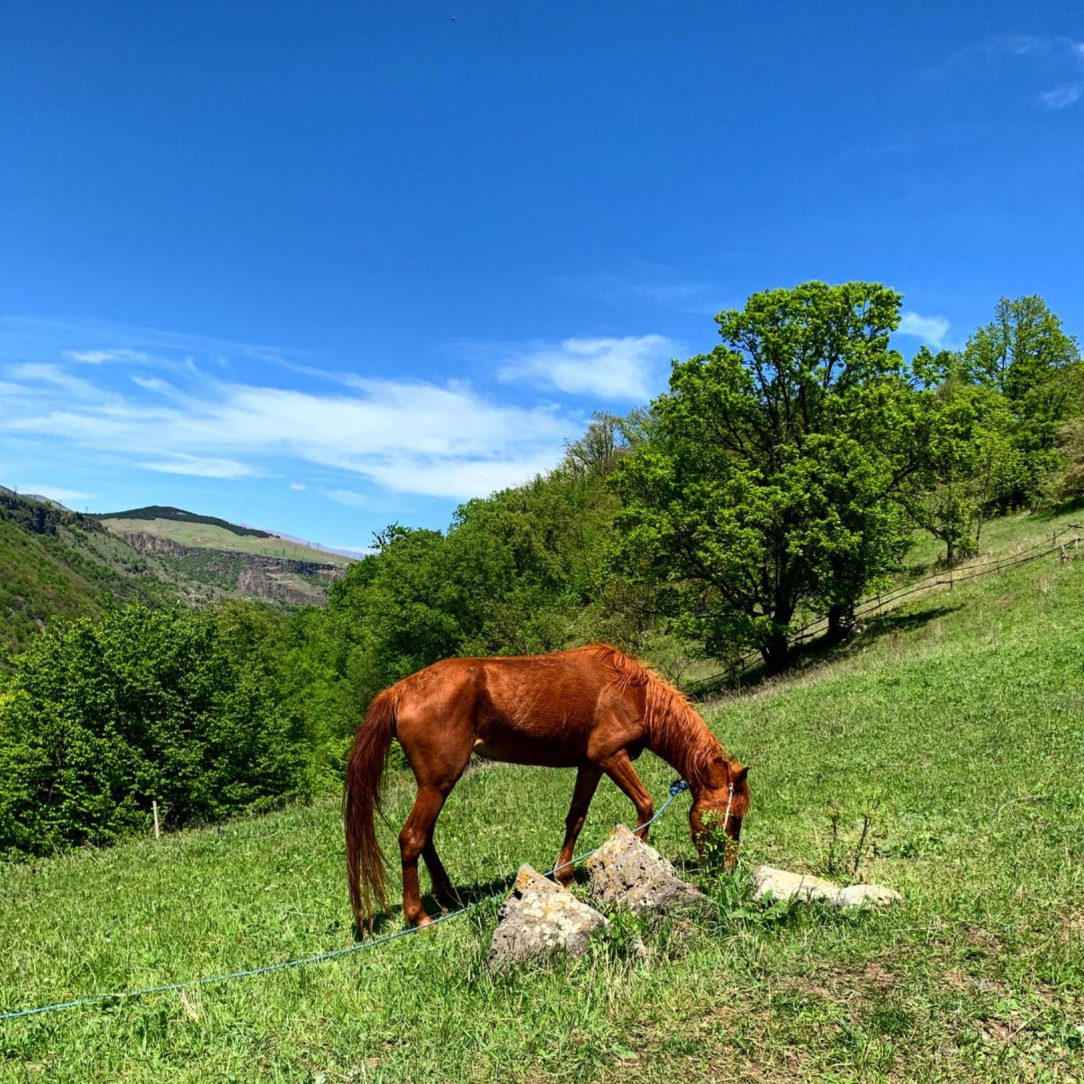Alereks Mountain Camping