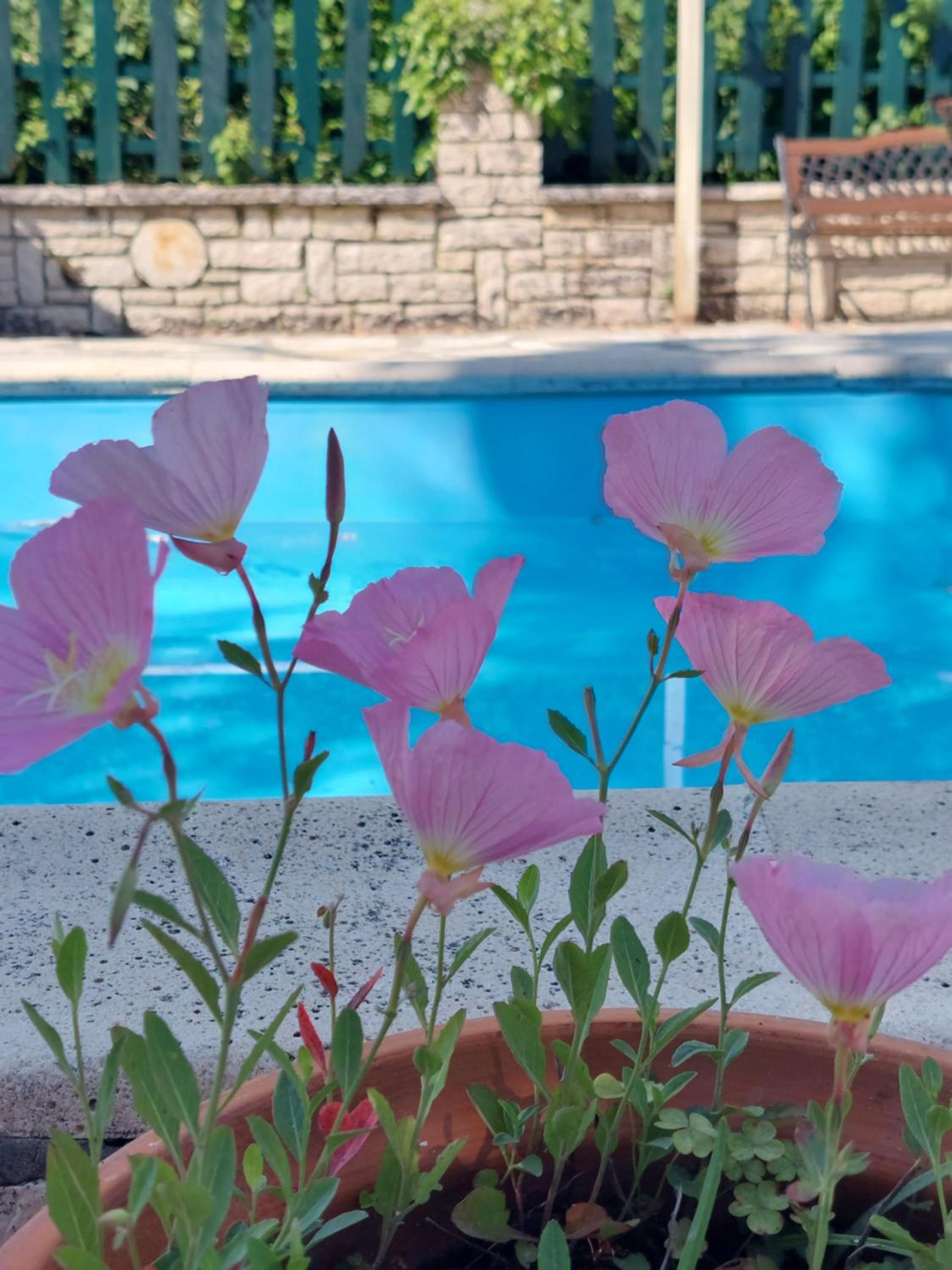 Savvas Apartments photo 5