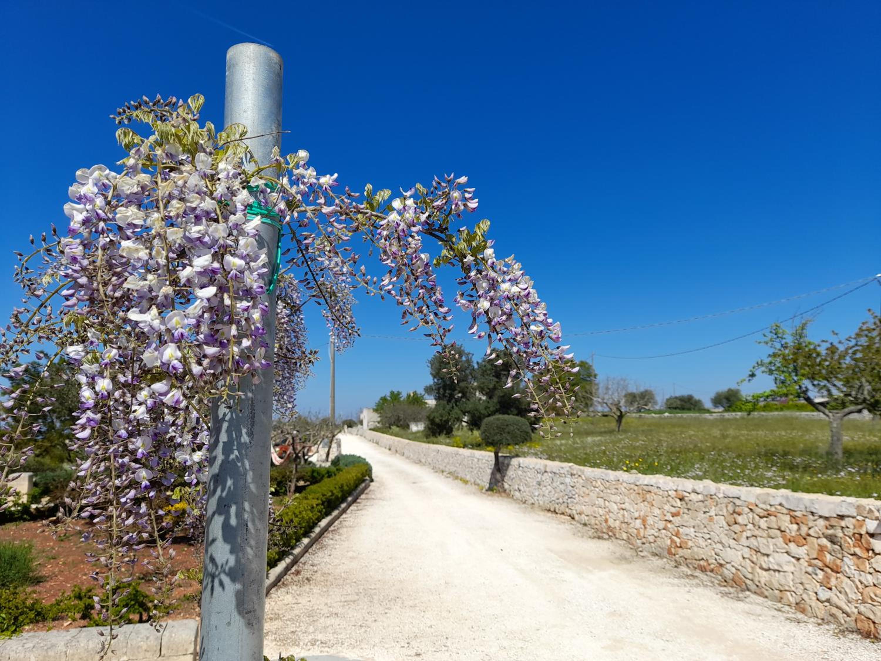 Dimora Gialla Masseria Poesia view 2