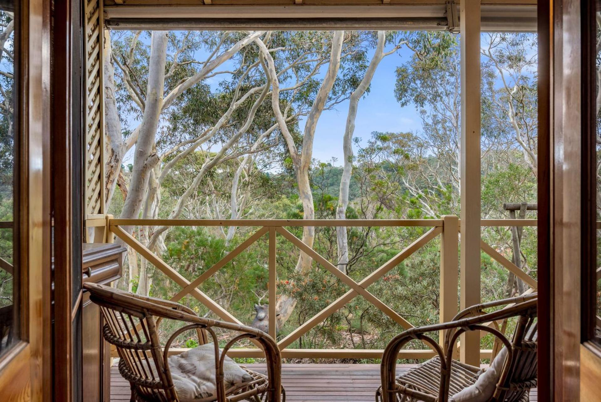 Scribbly Gum