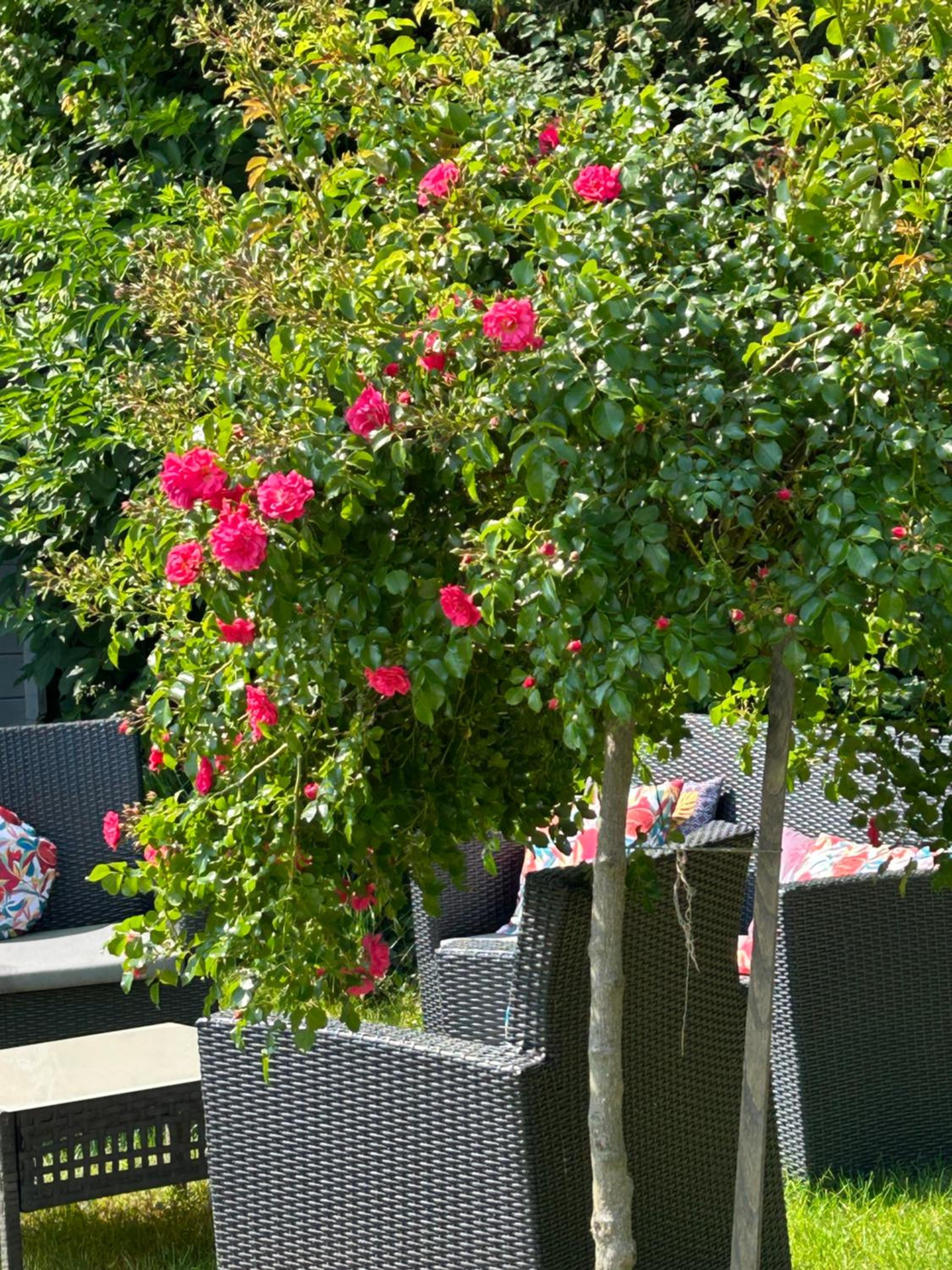 La Glycine B&B view 2