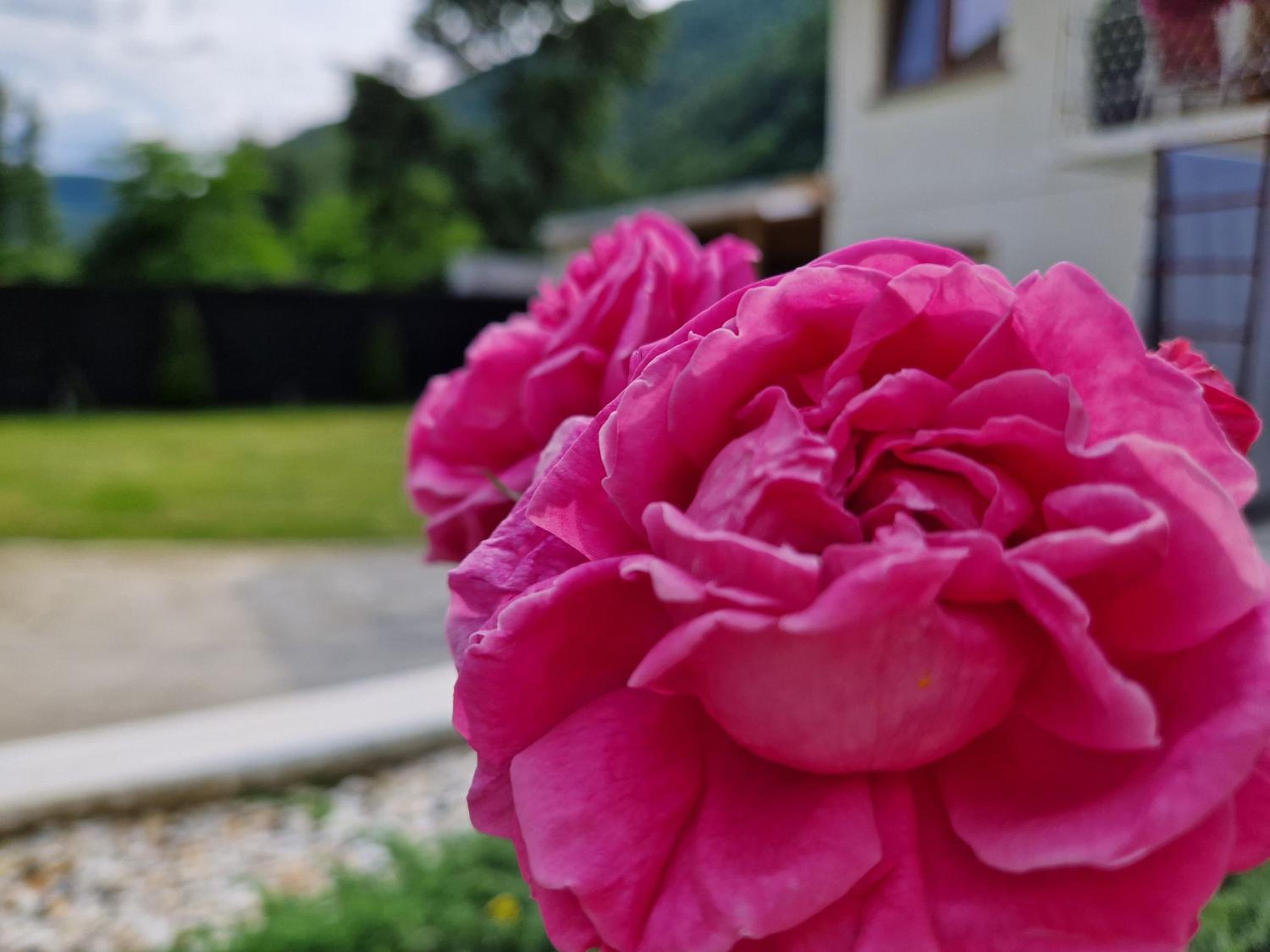 Renate House