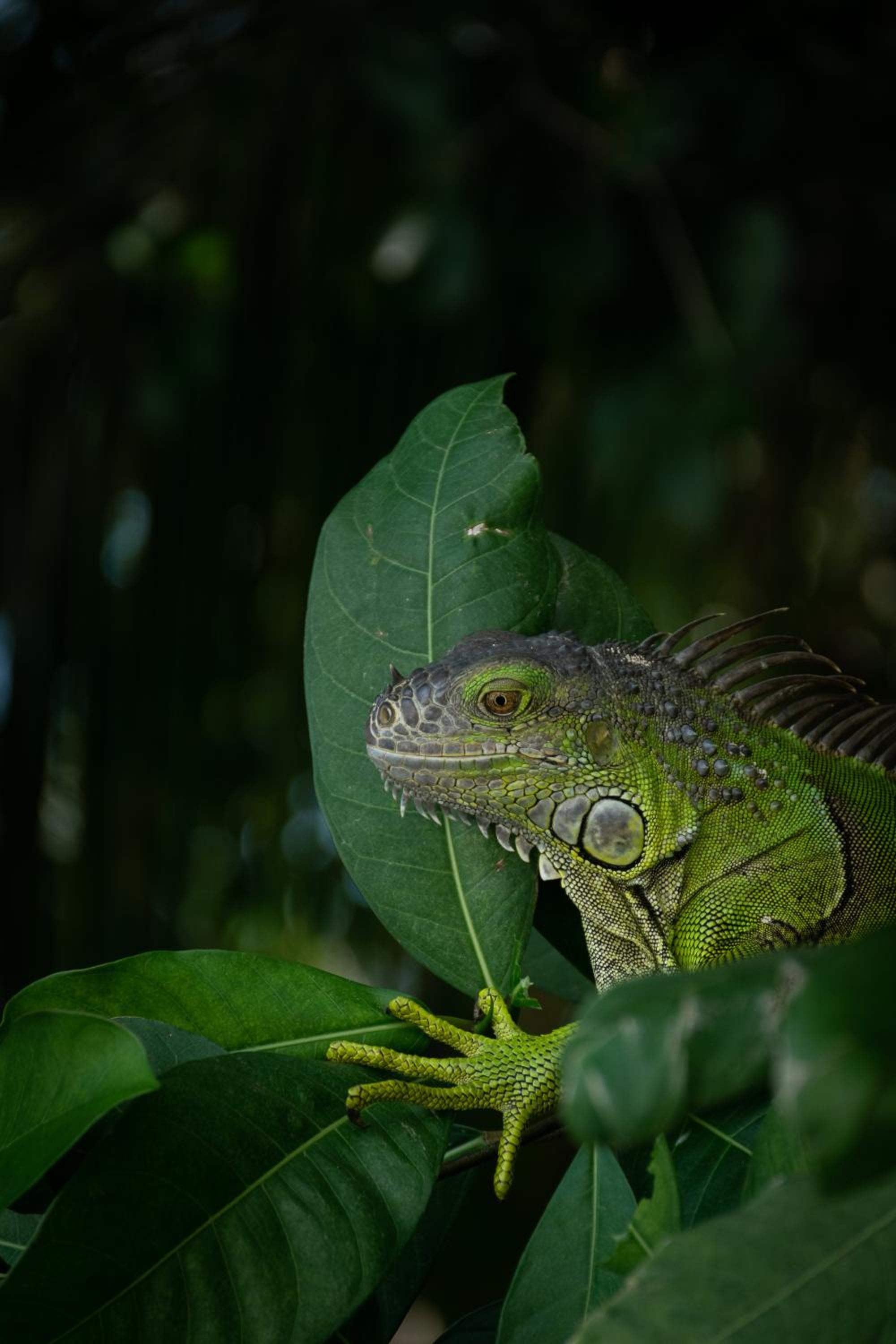 Photo 8